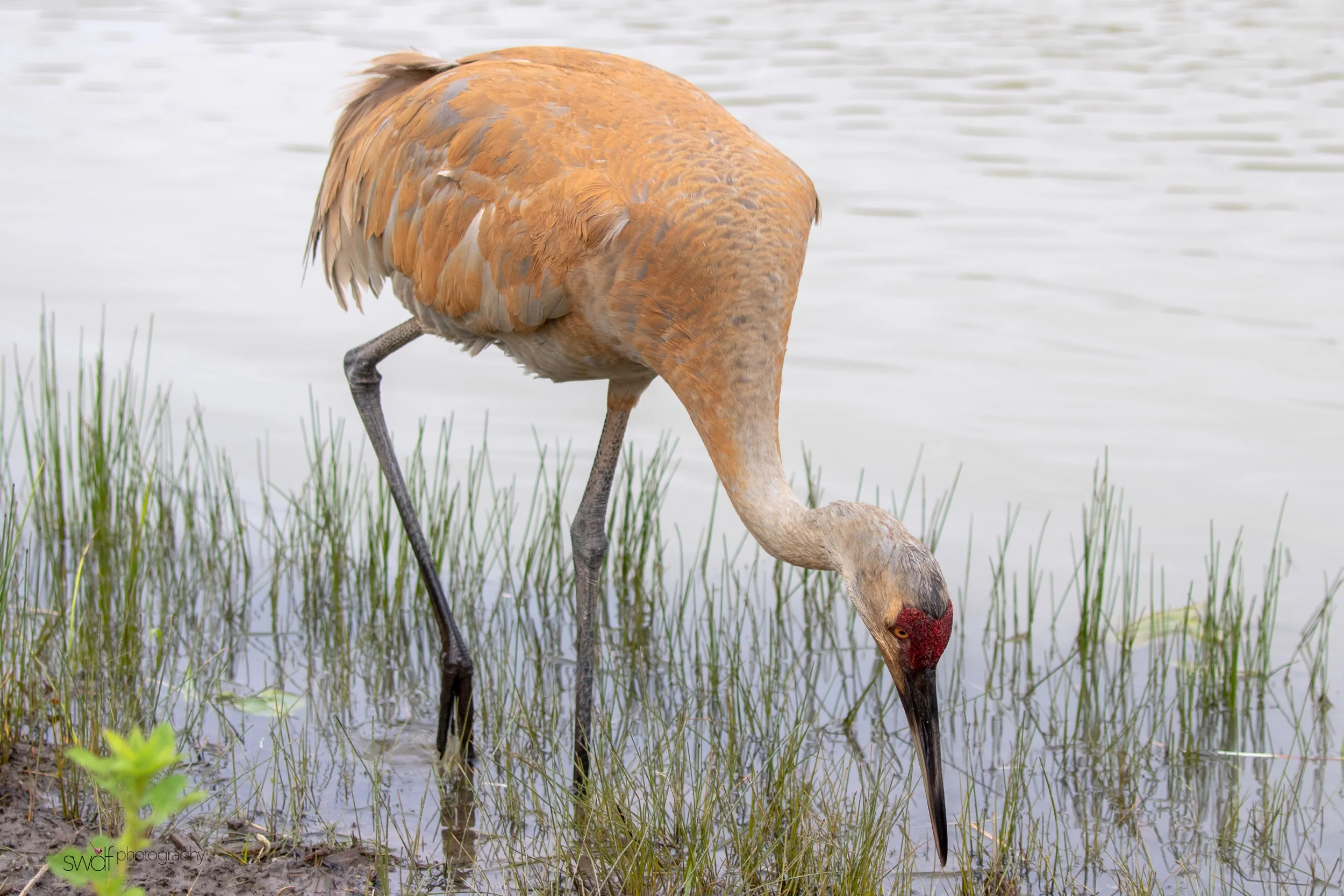 Sandhill Crane -Sandy Ridge.jpeg