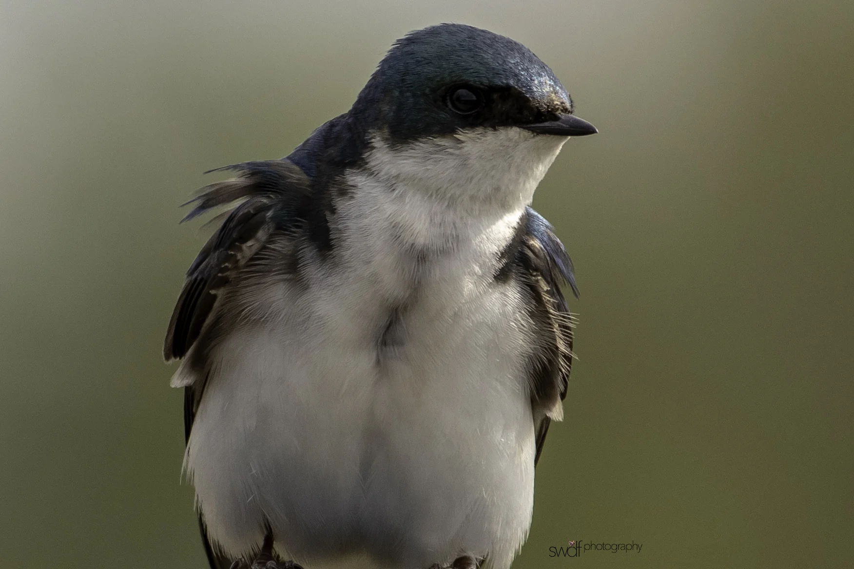 Tree Swallow2 - Sandy Ridge.jpeg