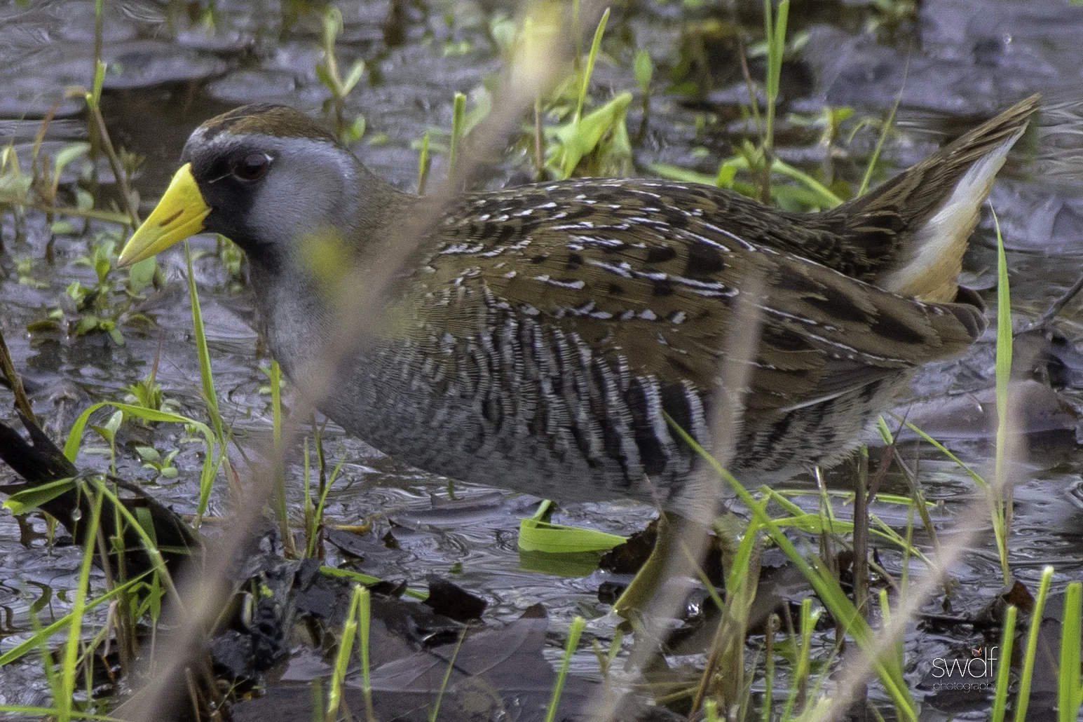 Sora Rail- Sandy Ridge.jpeg