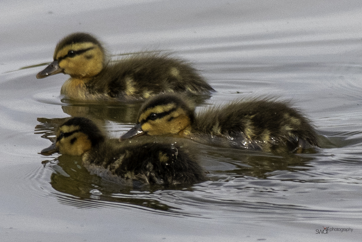 Mallard Ducklings2.- Sandy Ridge.jpeg