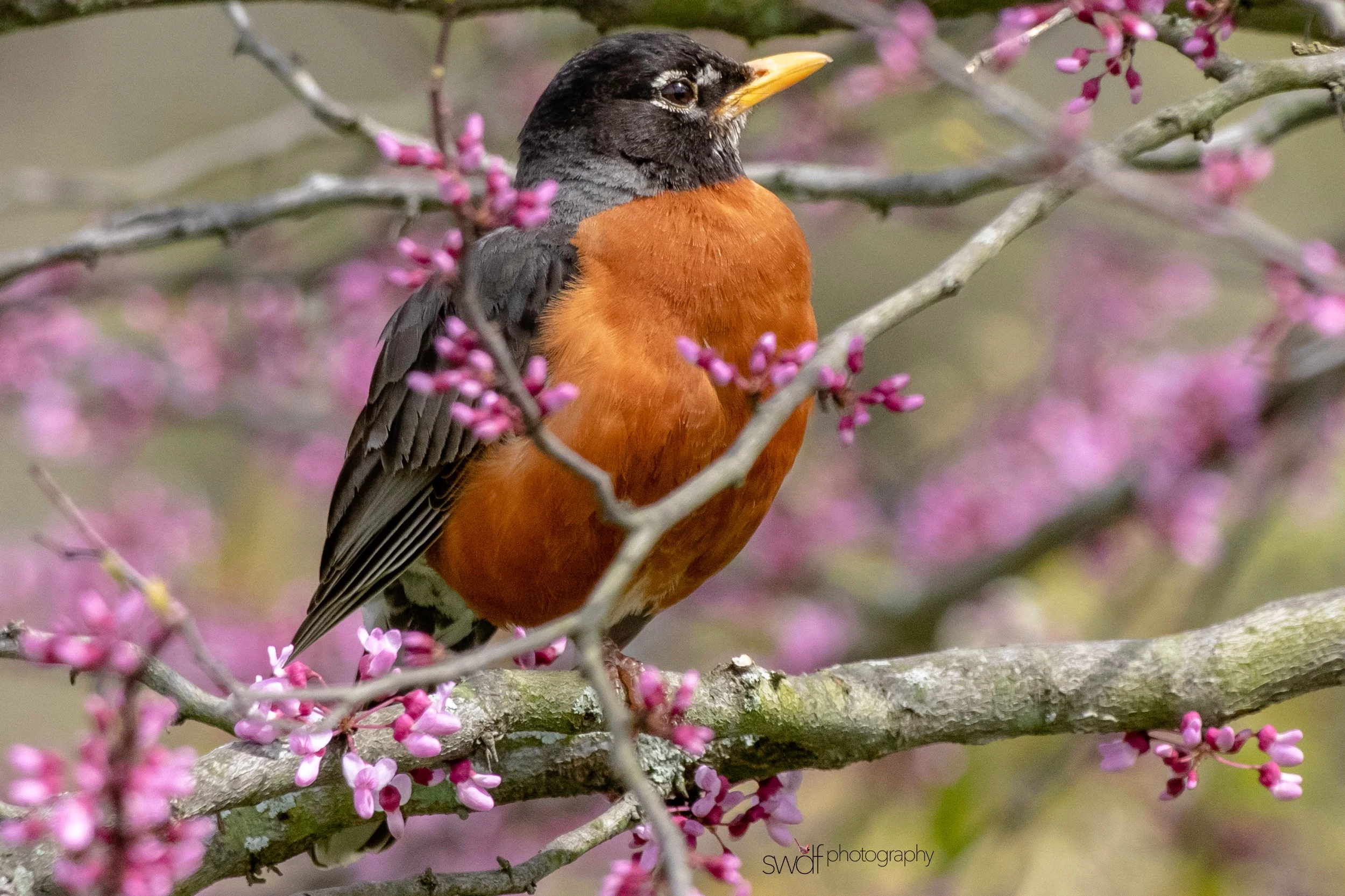 Robin Redbreast - Sandy Ridge.jpeg