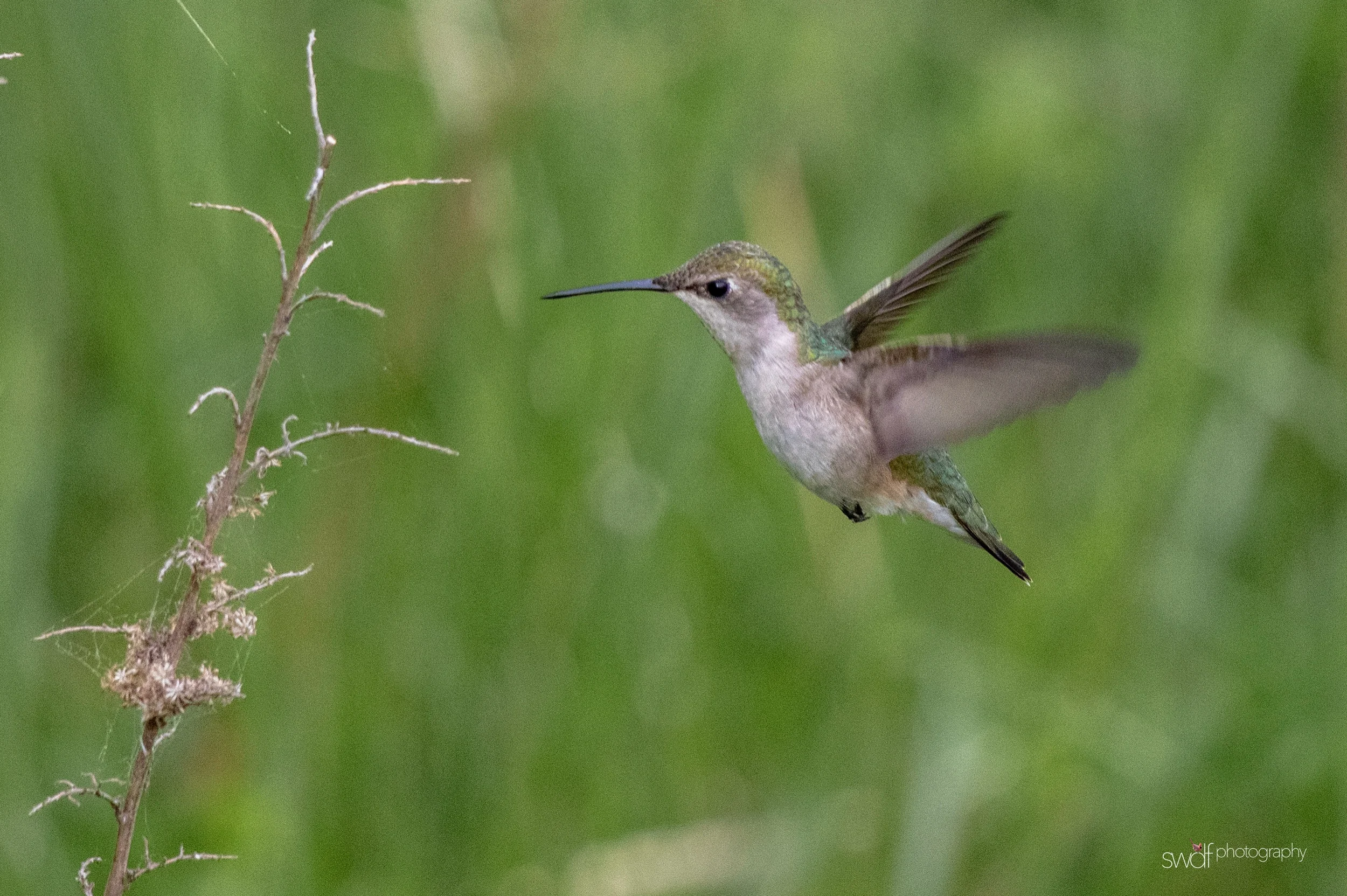Hummingbird - Sandy Ridge.jpeg
