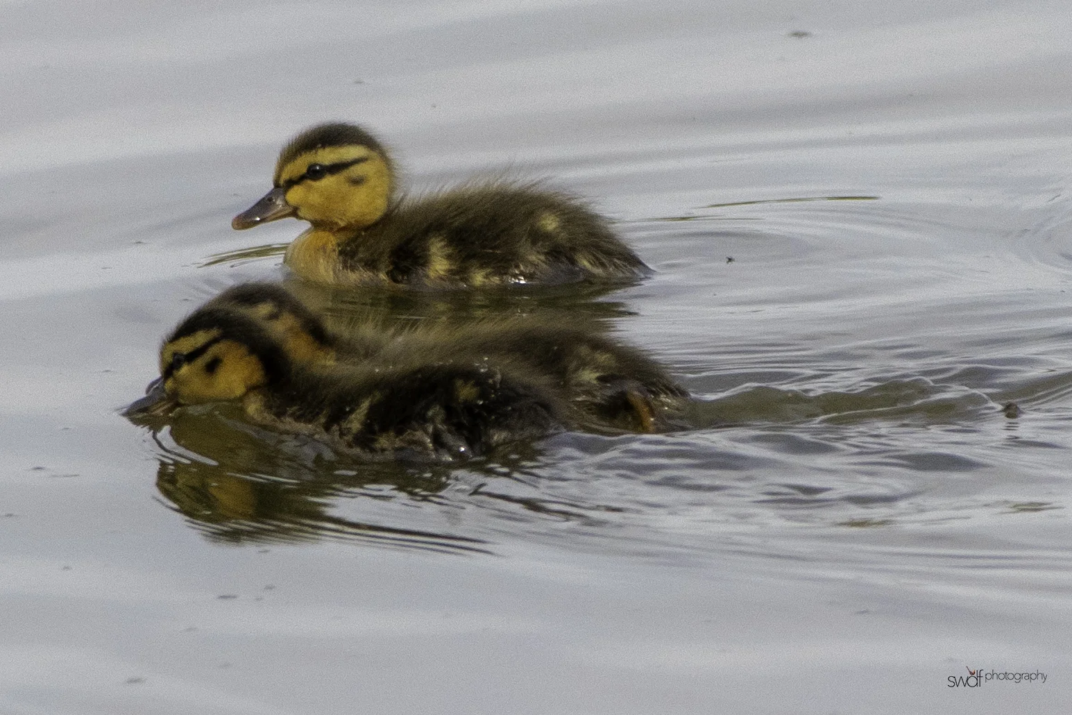 Mallard Ducklings - Sandy Ridge.jpeg