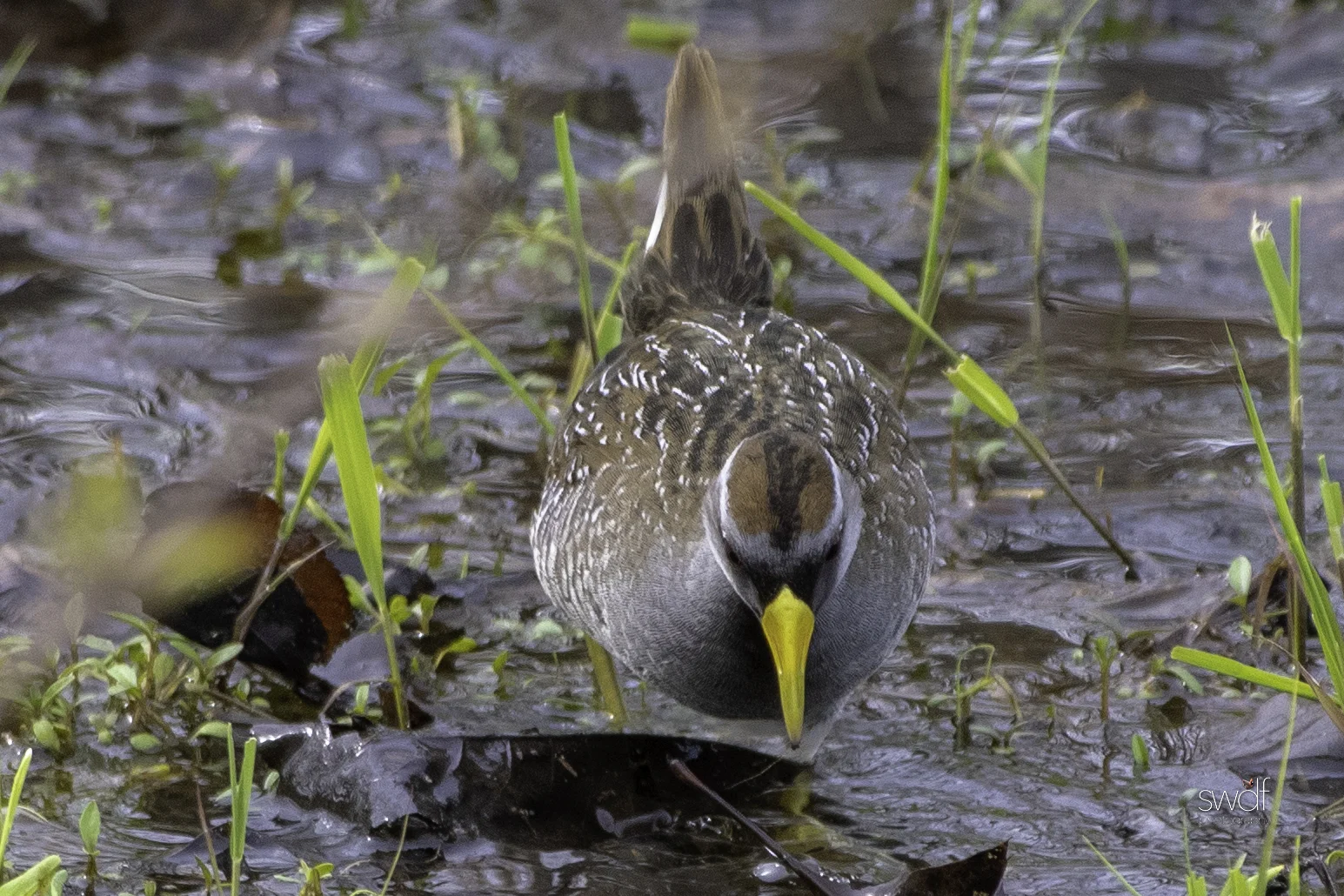 Sora Rail3 - Sandy Ridge.jpeg
