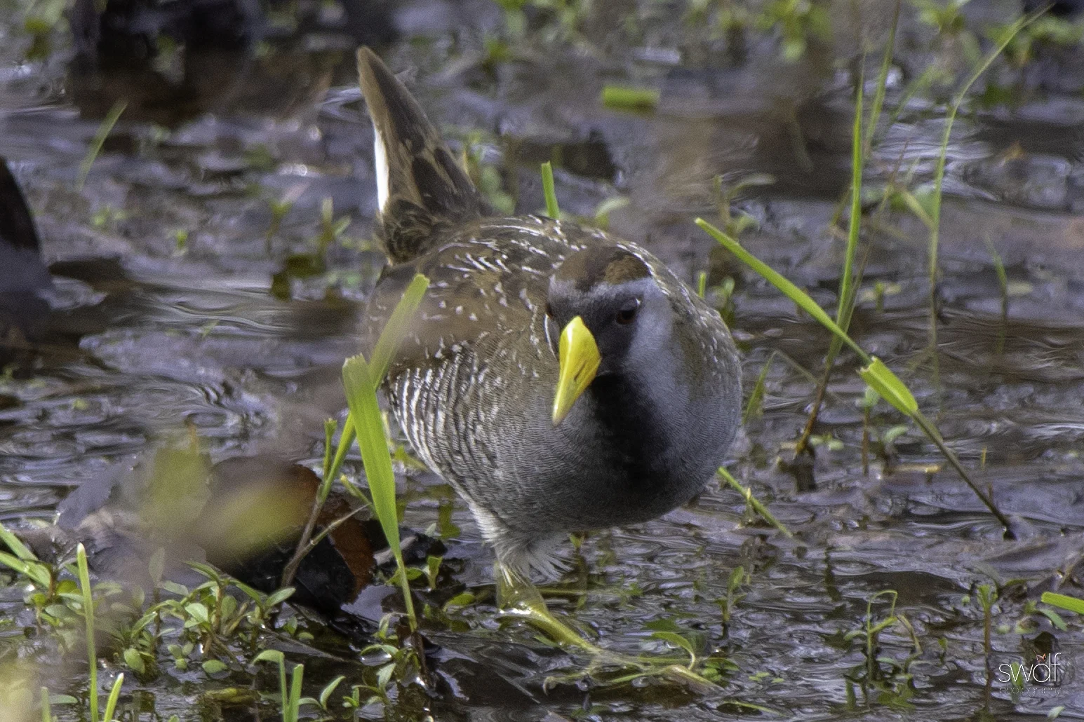 Sora Rail4 - Sandy Ridge.jpeg