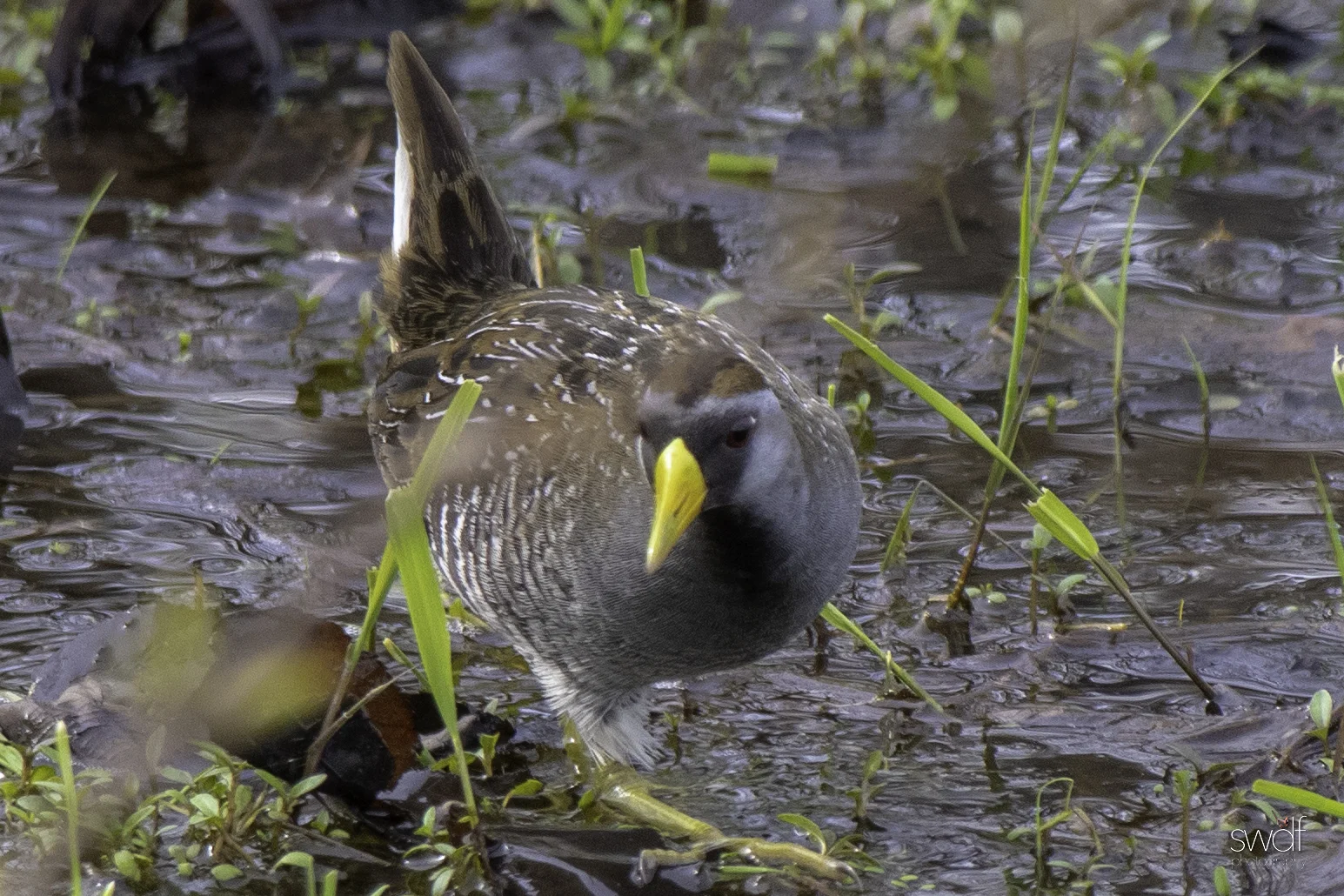 Sora Rail5 - Sandy Ridge.jpeg
