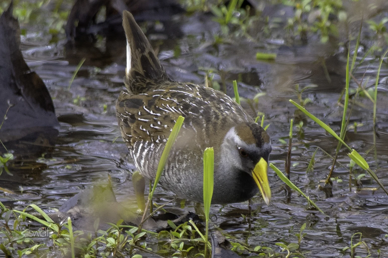 Sora Rail6 - Sandy Ridge.jpeg