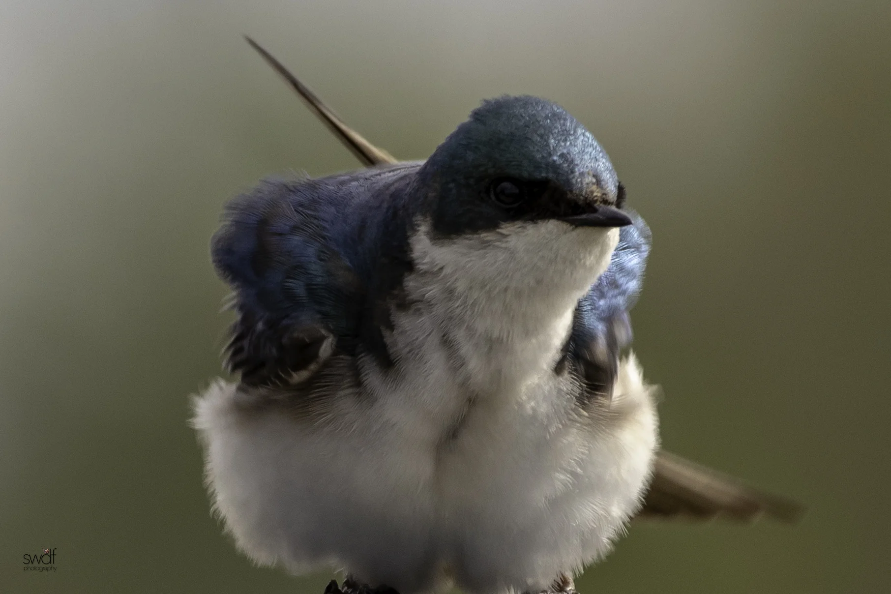 Tree Swallow - Sandy Ridge.jpeg