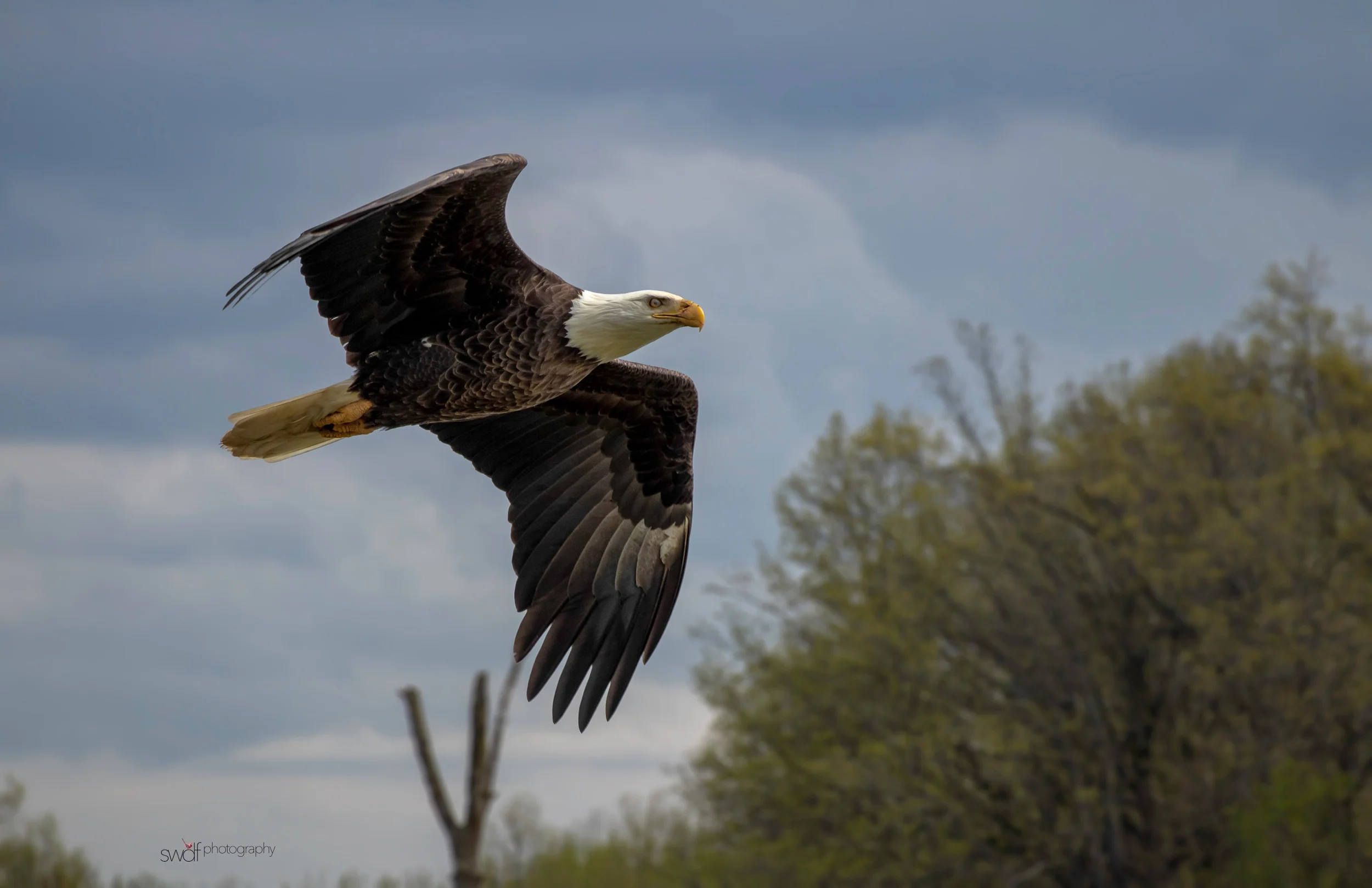 Bald Eagle Art 11x17.jpeg