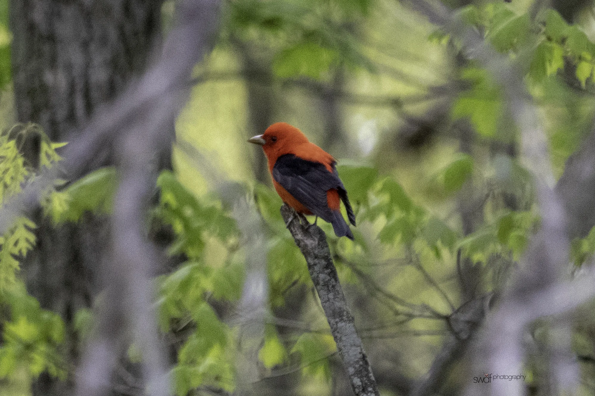Scarlet Tanager - Sandy Ridge.jpeg