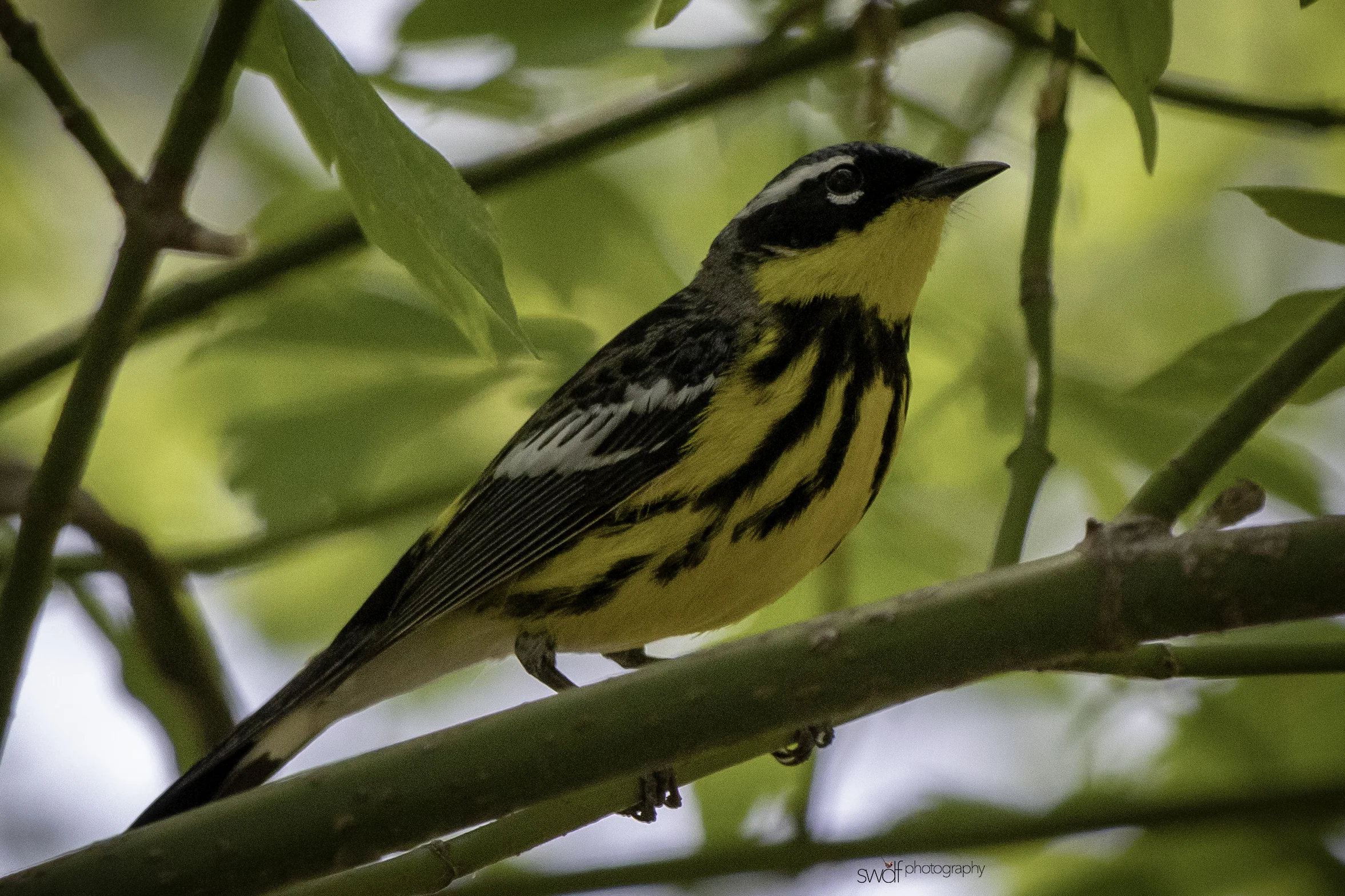 Magnolia Warbler3 - Magee Marsh.jpeg