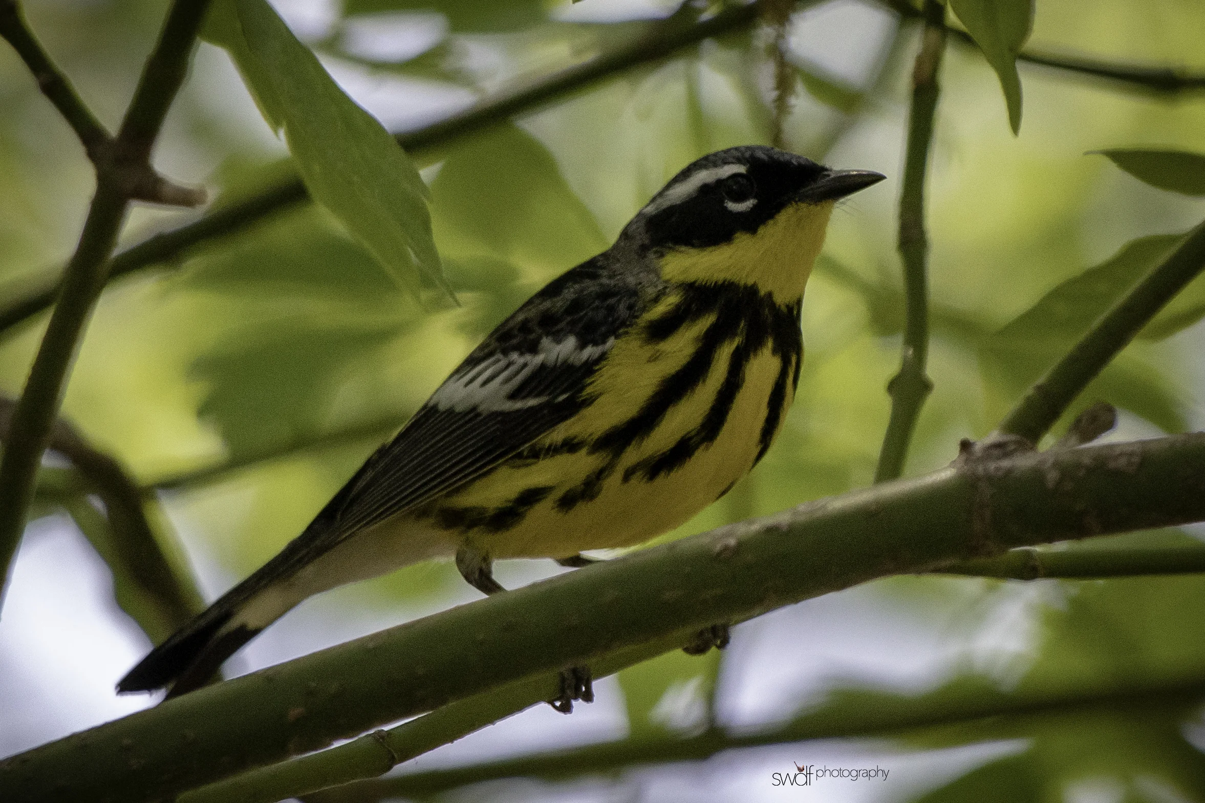 Magnolia Warbler4 - Magee Marsh.jpeg