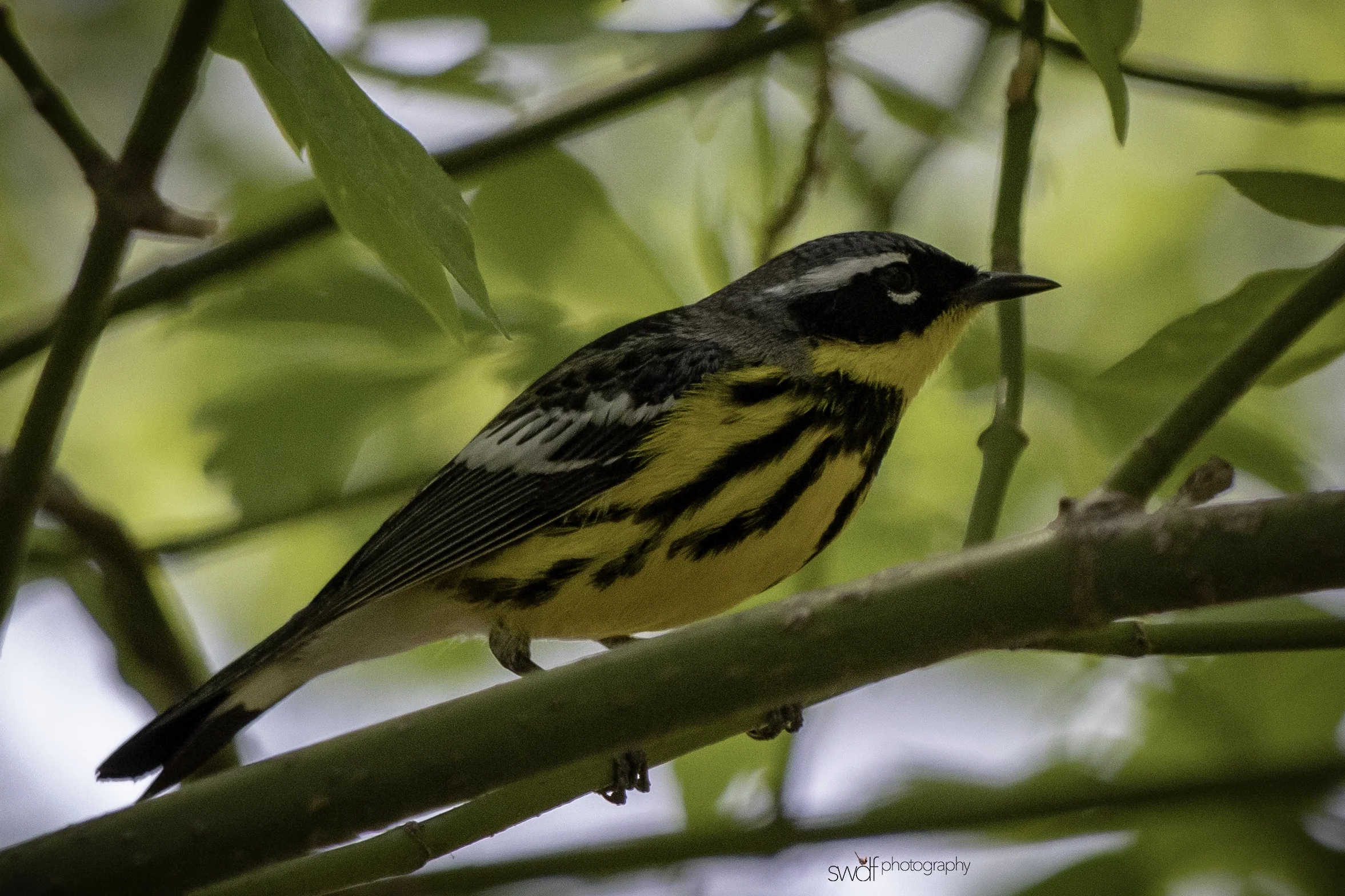 Magnolia Warbler5 - Magee Marsh.jpeg