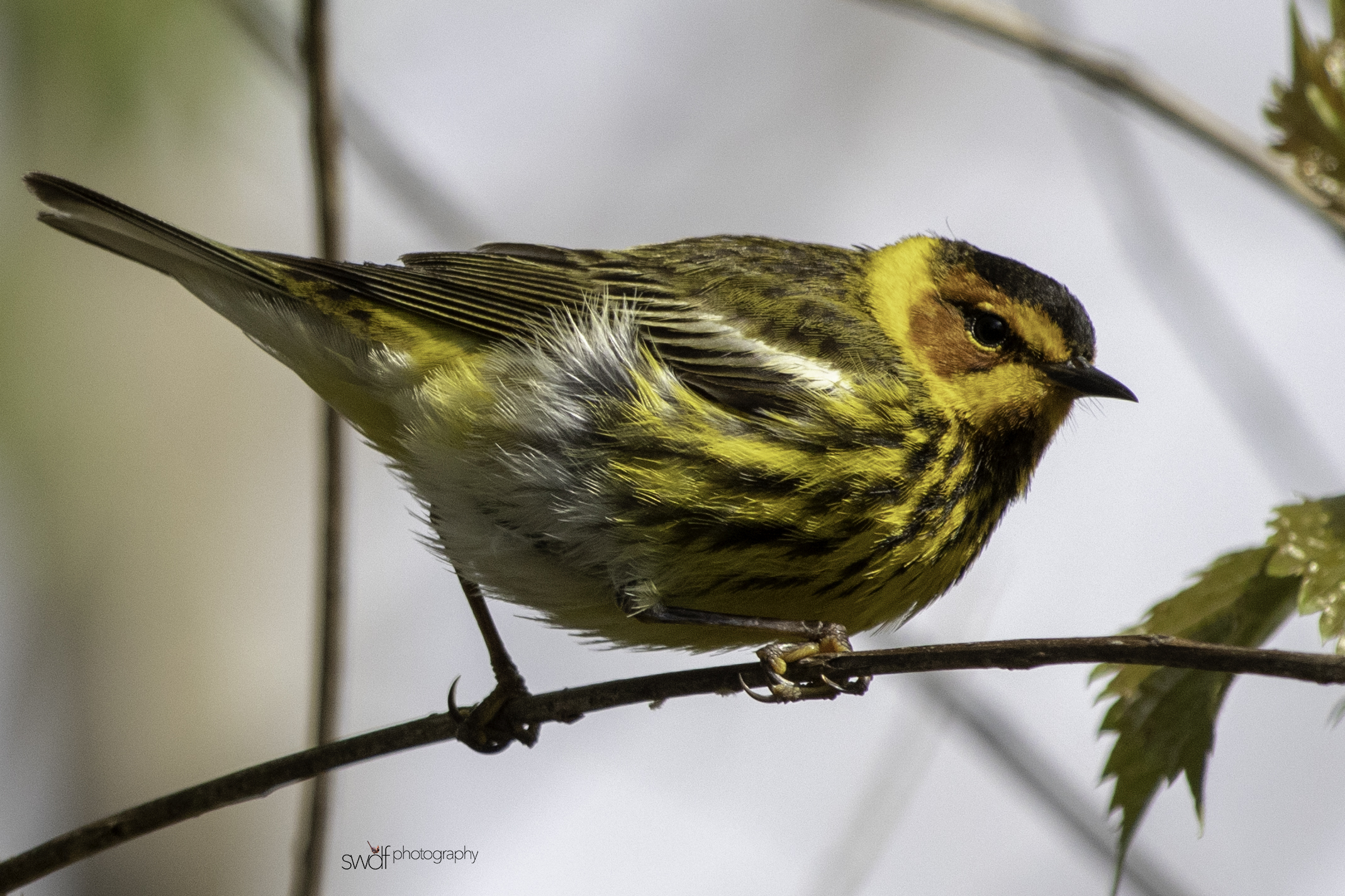 Cape May Warbler7 - Magee Marsh.jpg
