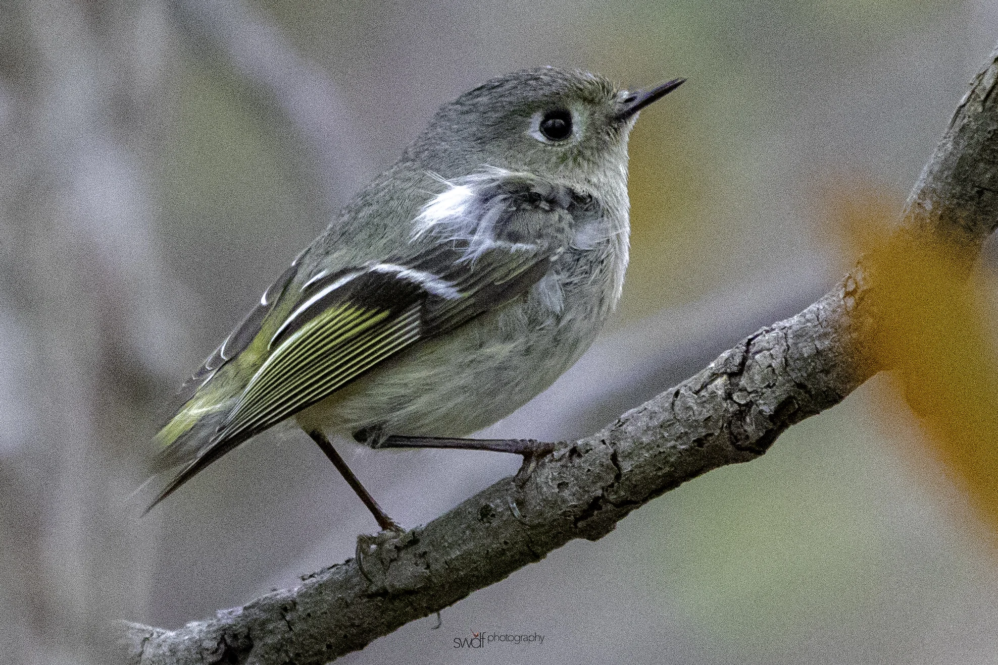 Ruby Crowned Kinglet2 - Sheldons Marsh.jpeg