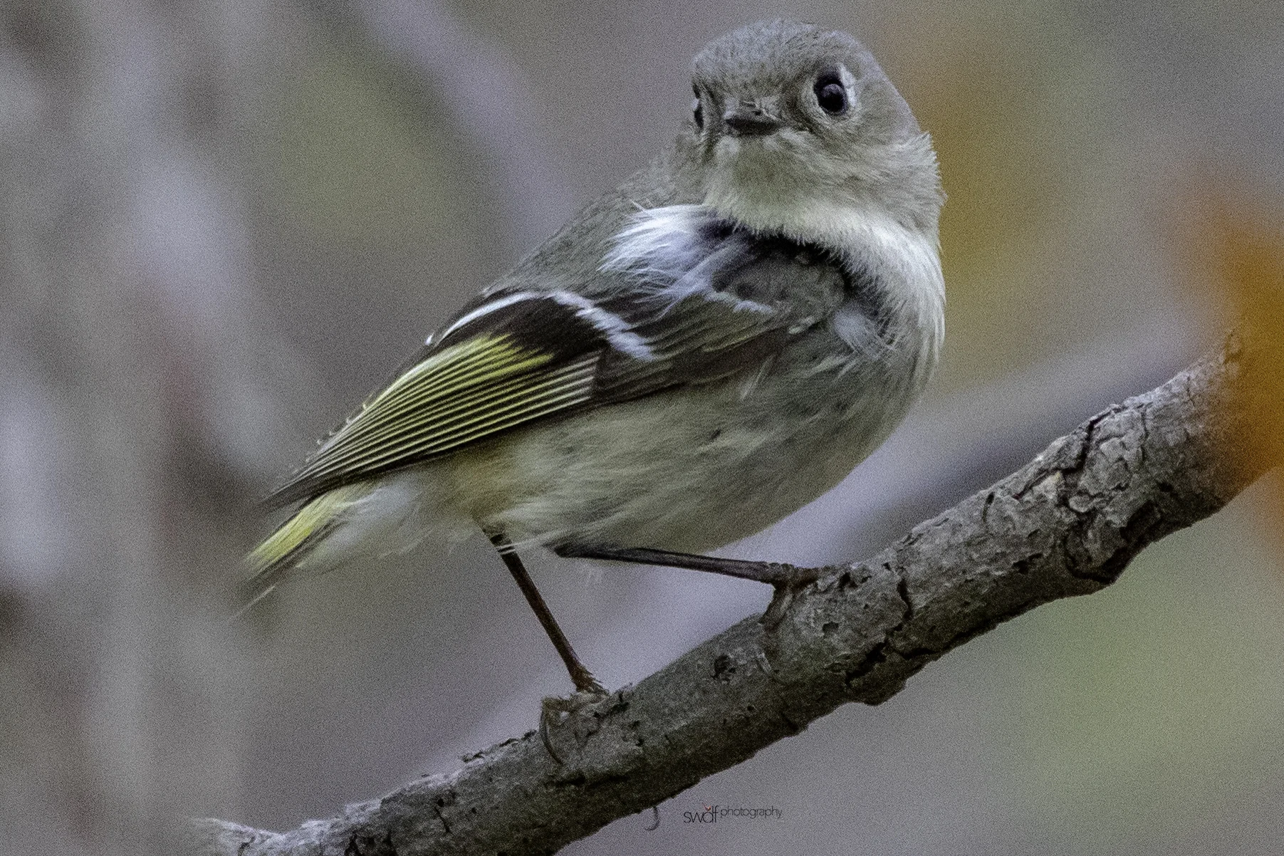 Ruby Crowned Kinglet - Sheldons Marsh.jpeg