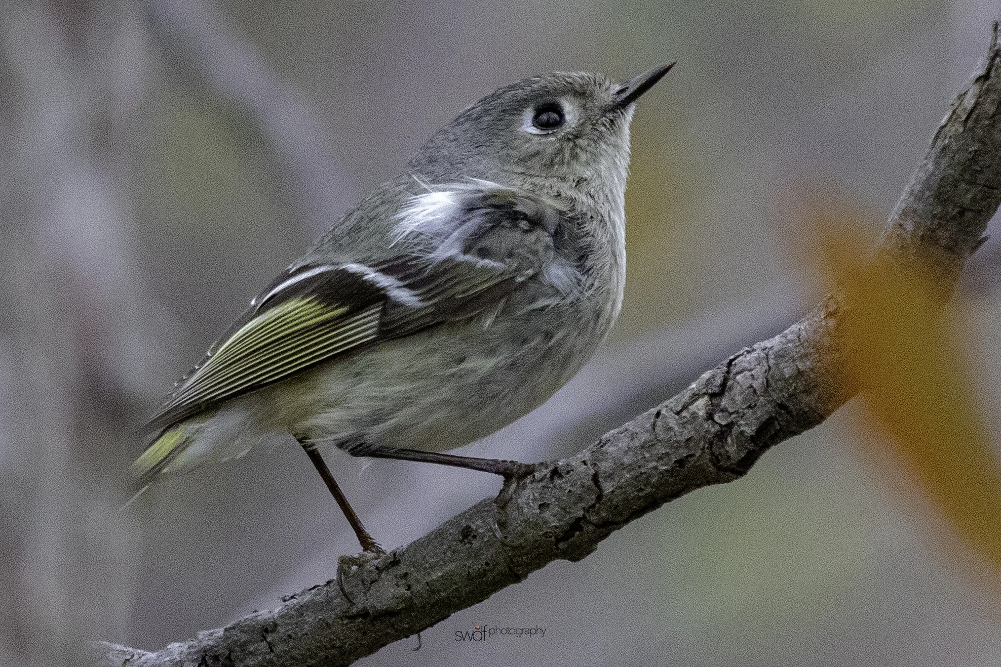 Ruby Crowned Kinglet3 - Sheldons Marsh.jpeg