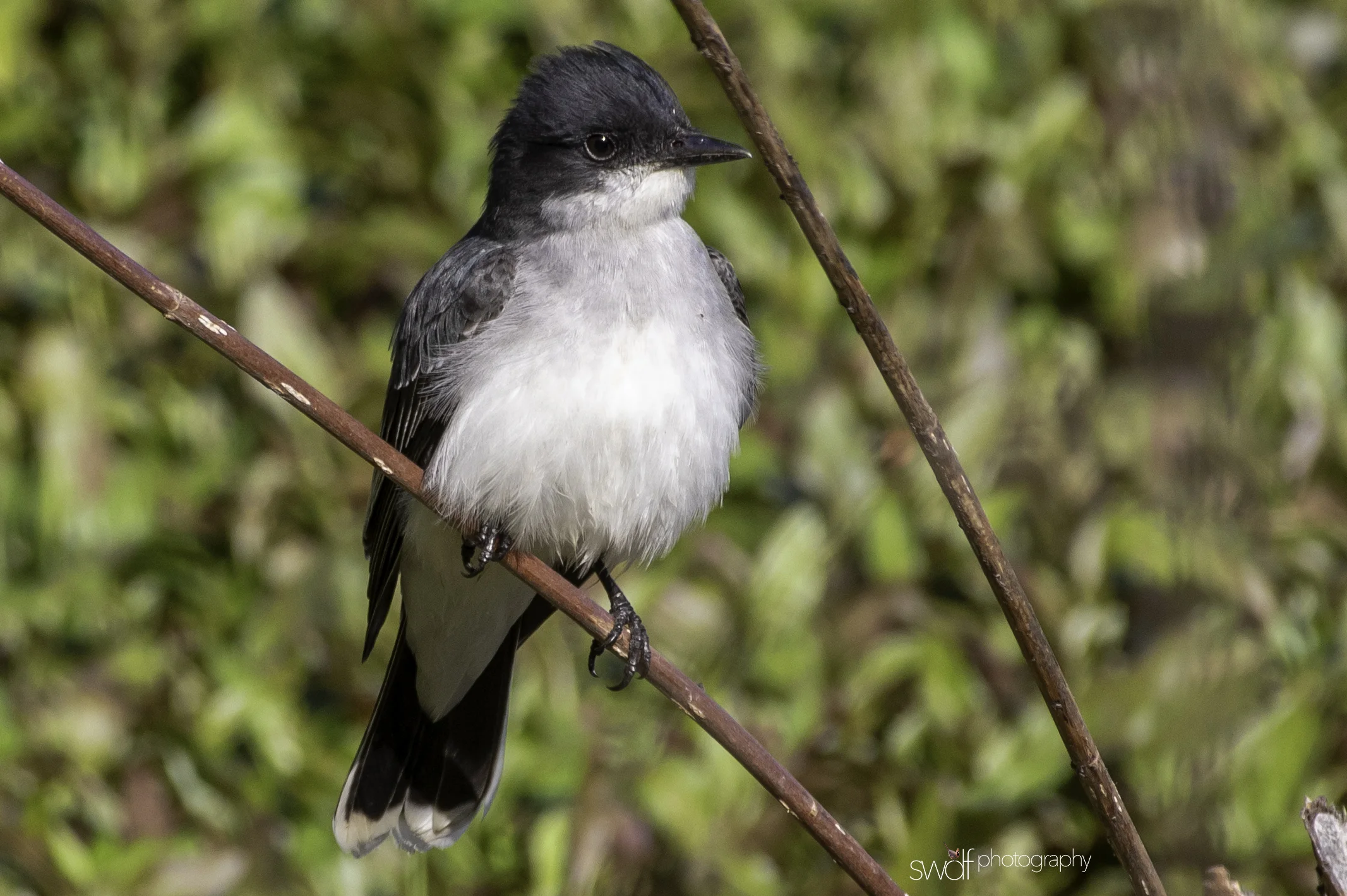 Eastern Kingbird - Sandy Ridge.jpeg