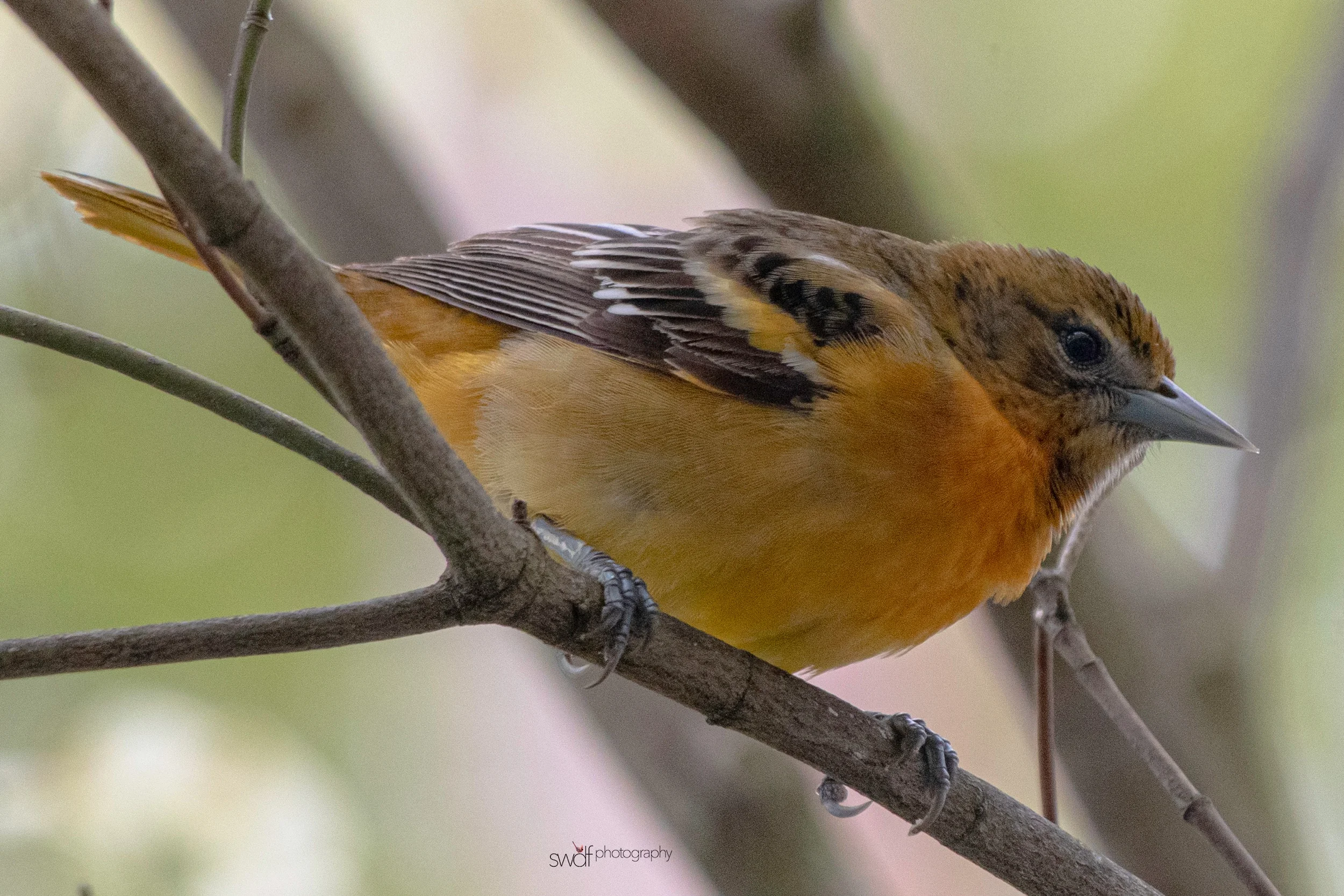 Baltimore Oriole Female.jpeg