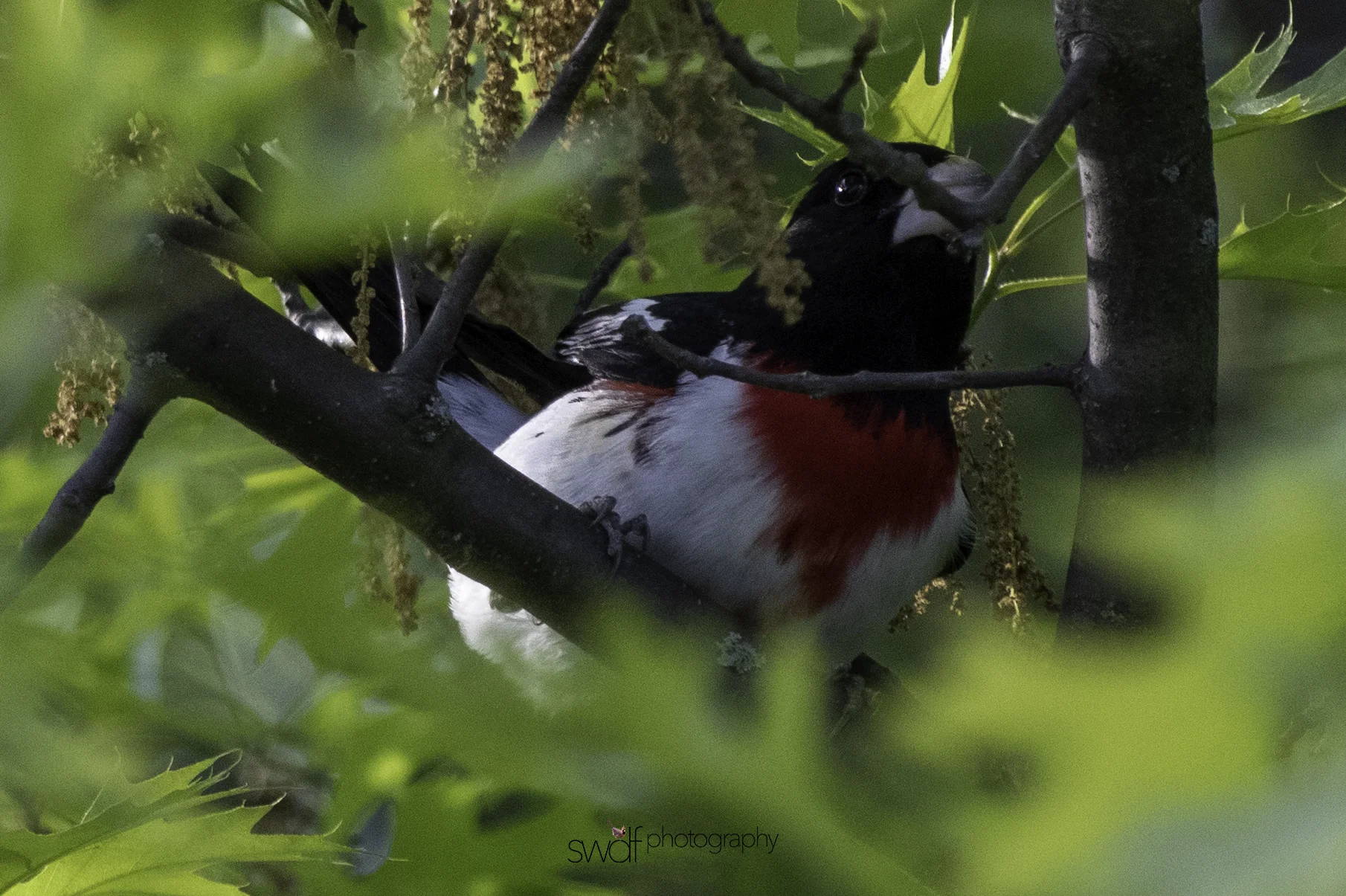 Rose Breasted Grosbeak - Sandy Ridge.jpeg