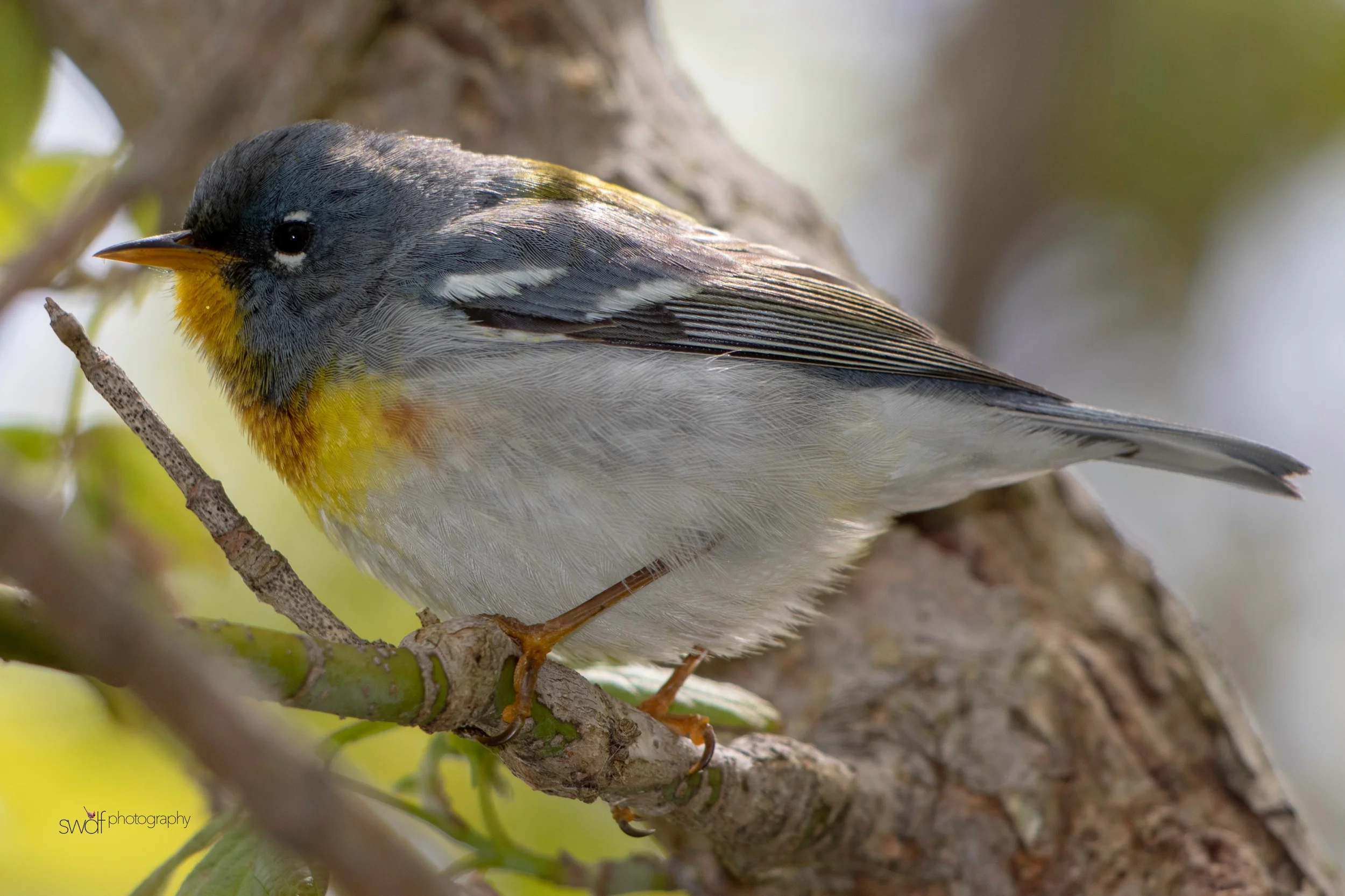 Northern Parula Warbler14 - Magee Marsh.jpeg