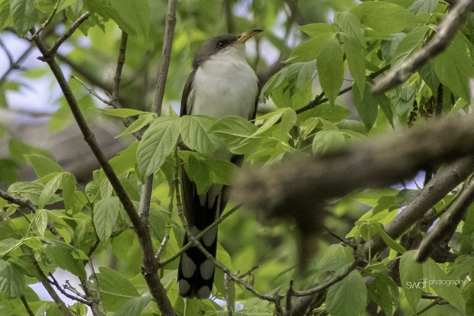 Yellow Billed Cuckoo - Magee Marsh.jpeg