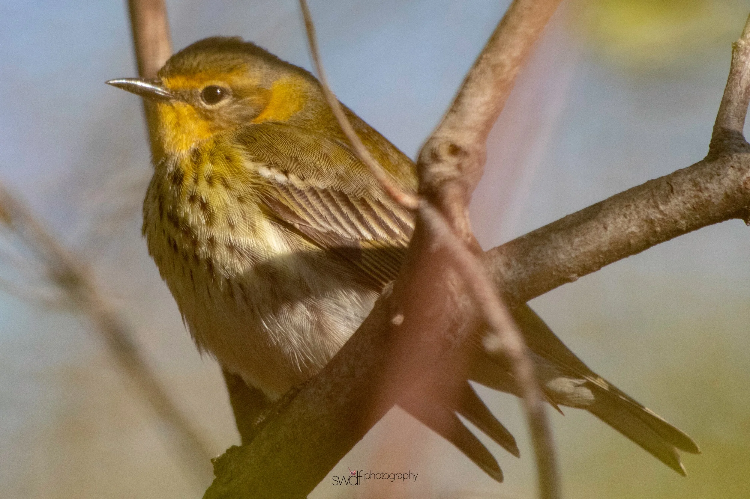Unknown Warbler - Magee Marsh.jpeg