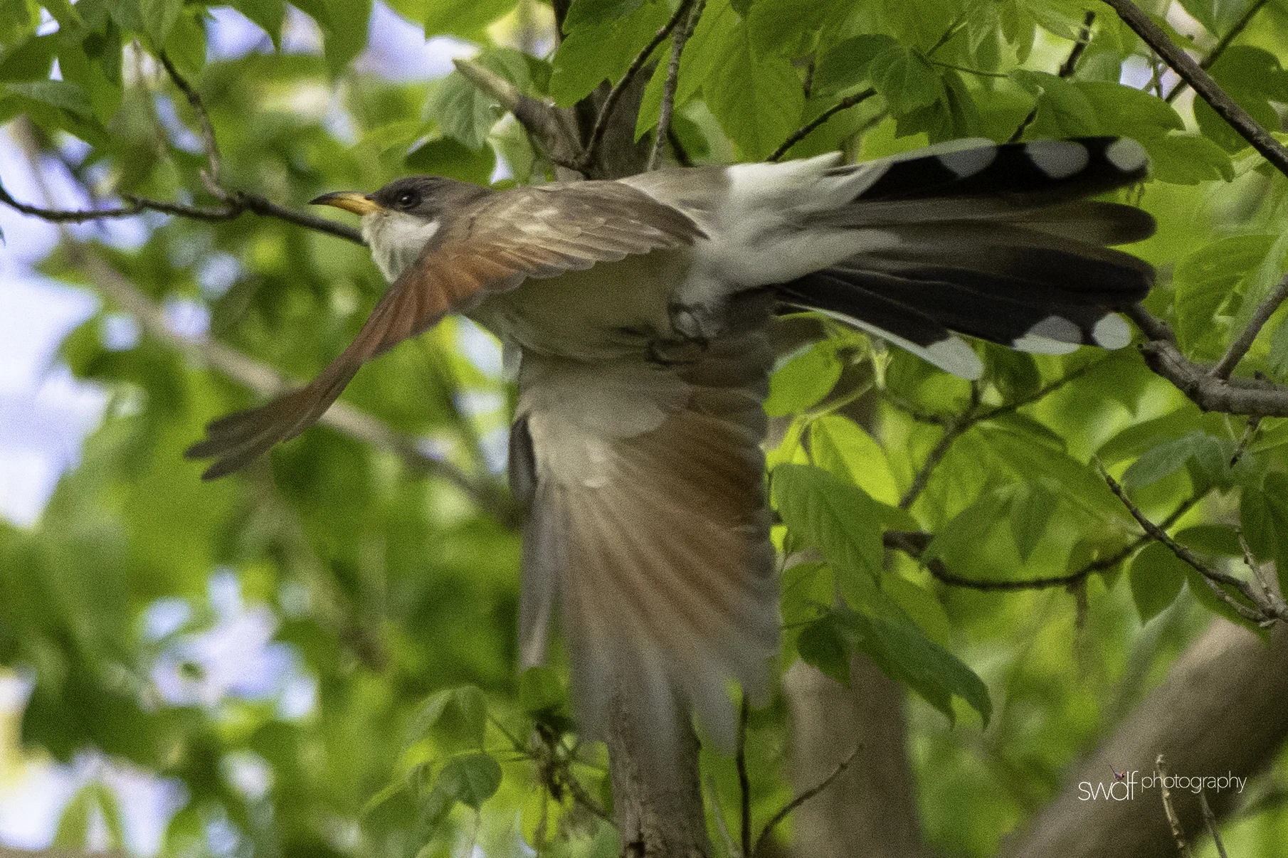 Yellow Billed Cuckoo4 - Magee Marsh.jpeg