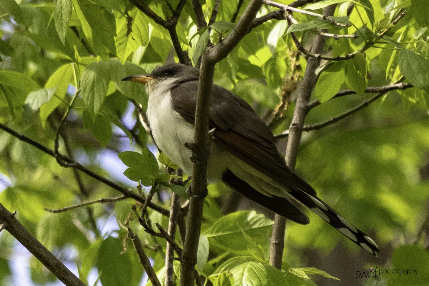 Yellow Billed Cuckoo6 - Magee Marsh.jpeg