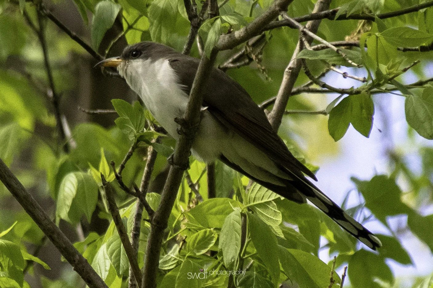 Yellow Billed Cuckoo5 - Magee Marsh.jpeg