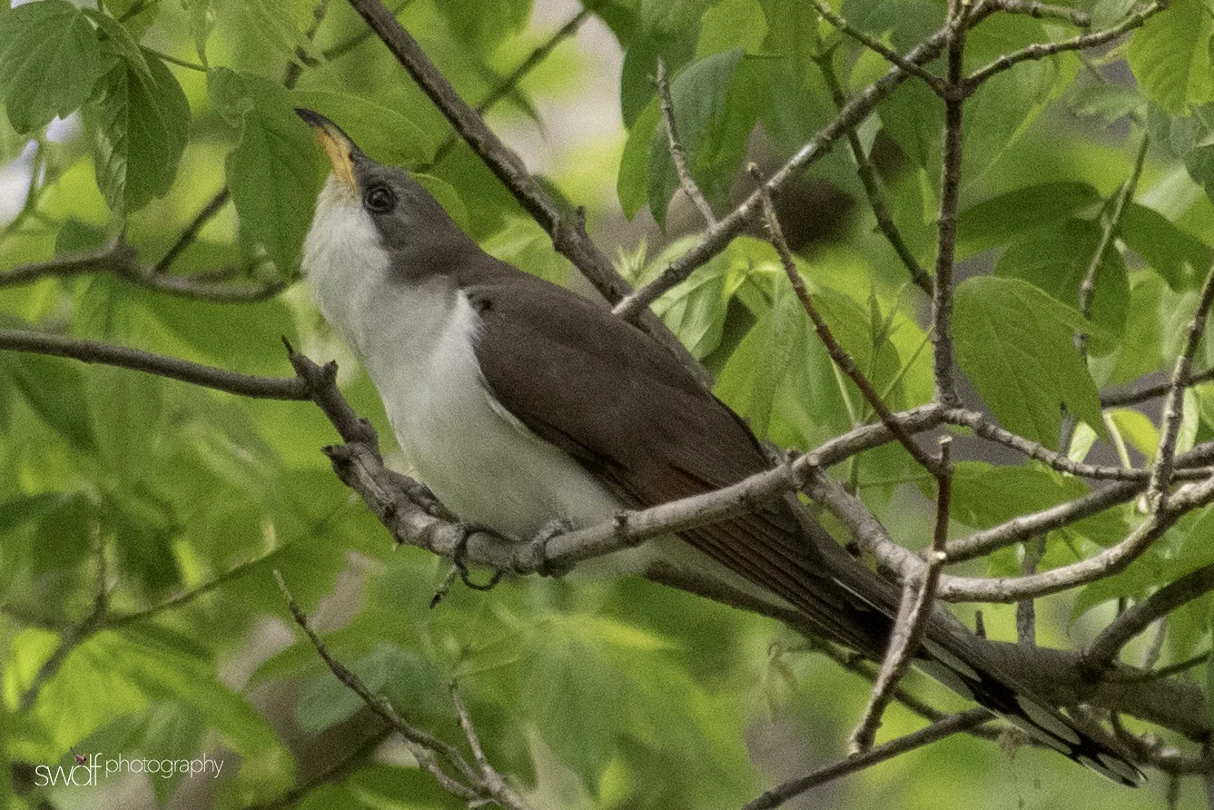 Yellow Billed Cuckoo2 - Magee Marsh.jpeg
