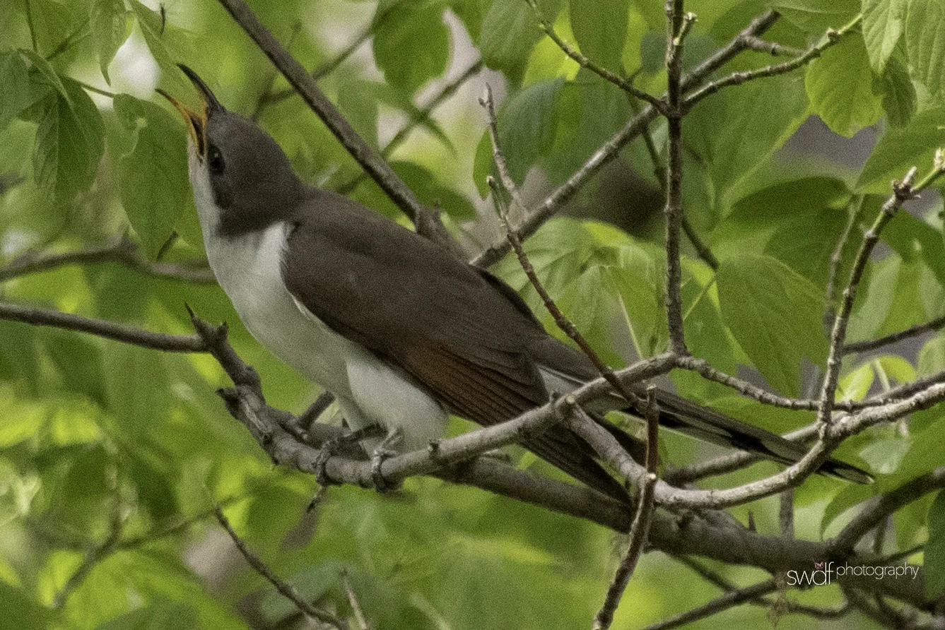 Yellow Billed Cuckoo3 - Magee Marsh.jpeg
