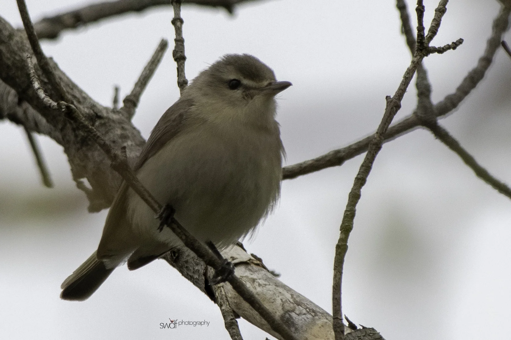 Unknown Bird - Magee Marsh.jpeg