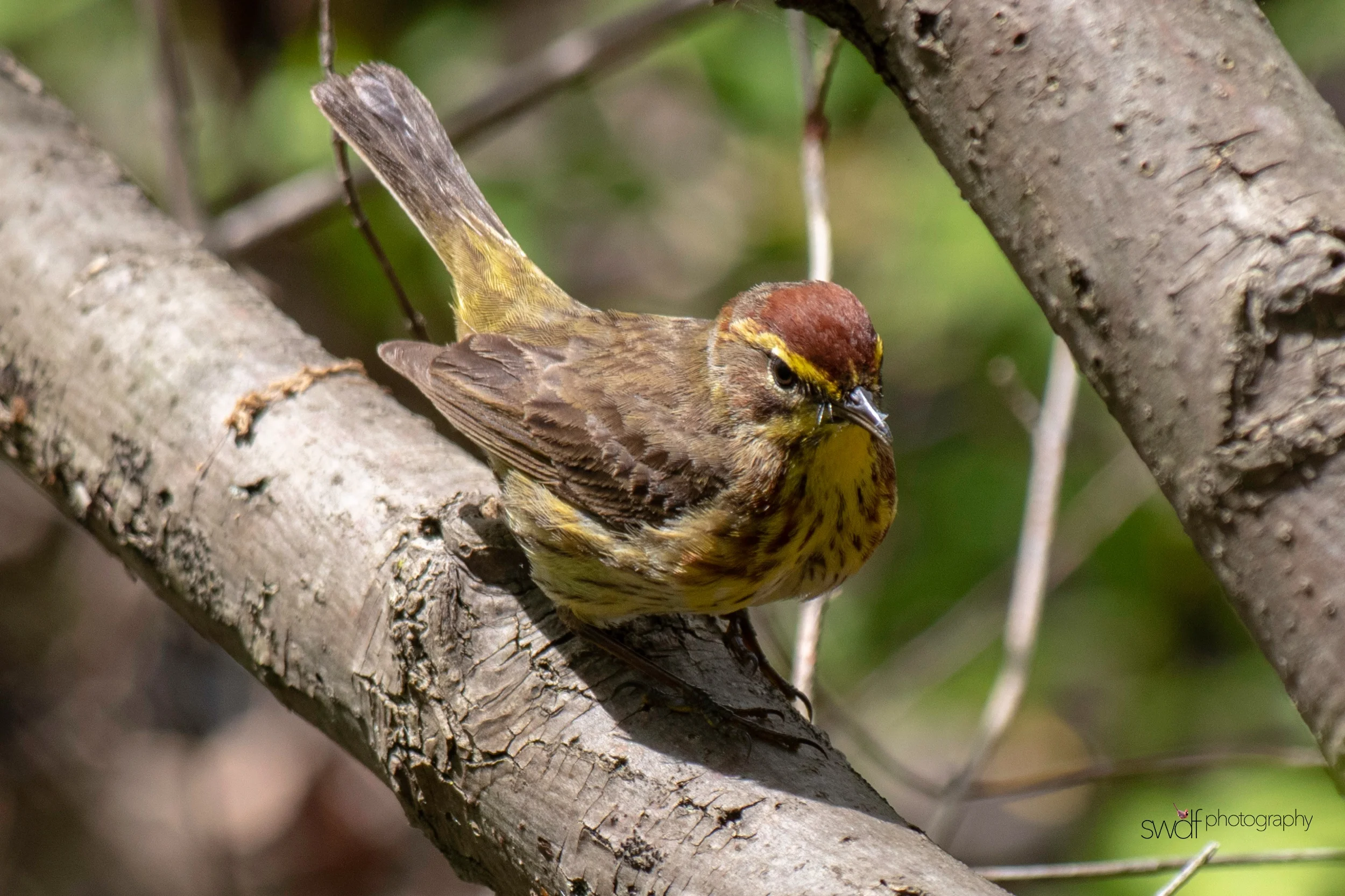 Palm Warbler2 - Magee Marsh.jpeg