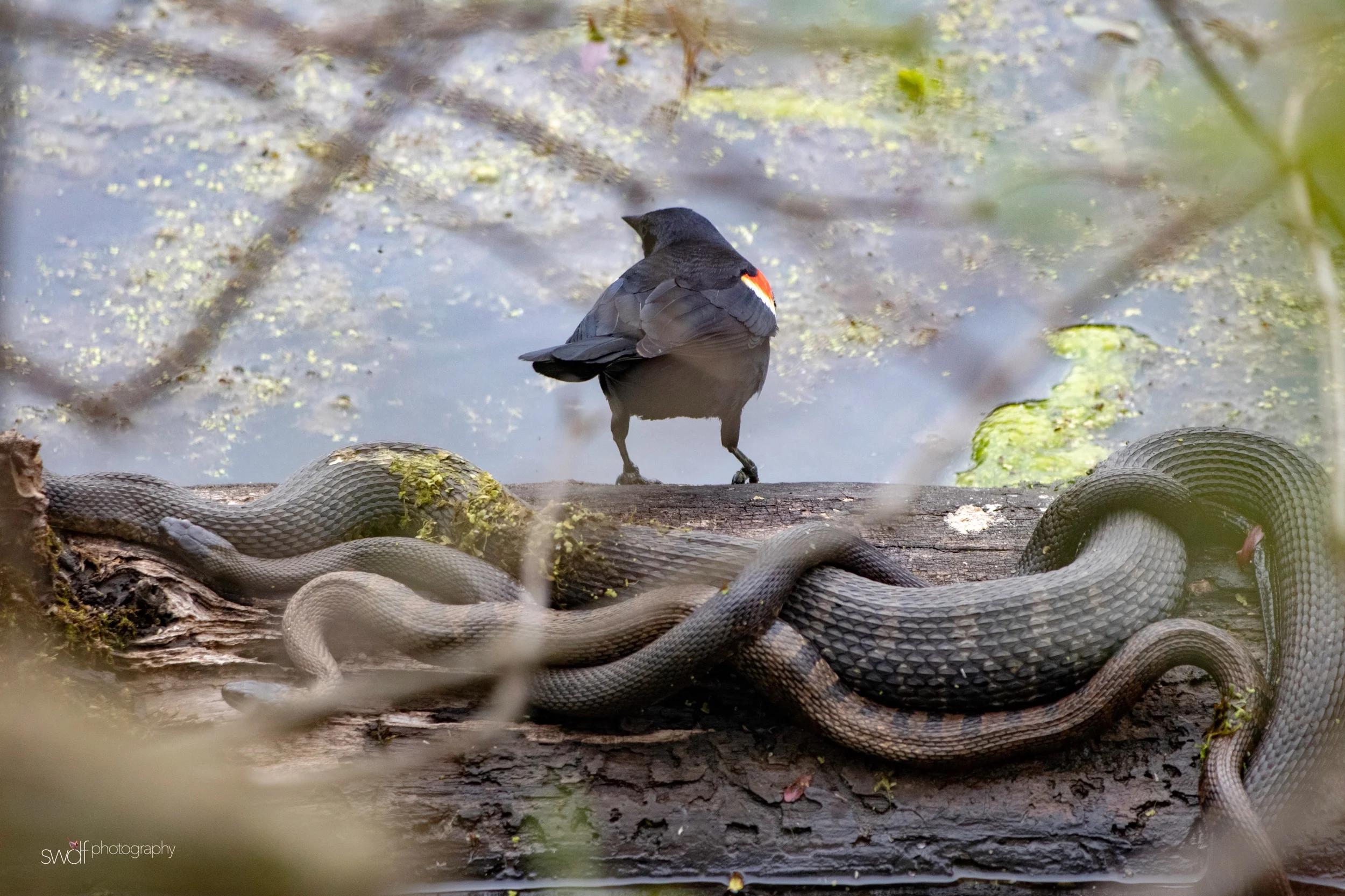 Redwinged Blackbird and Snakes - Magee Marsh.jpeg