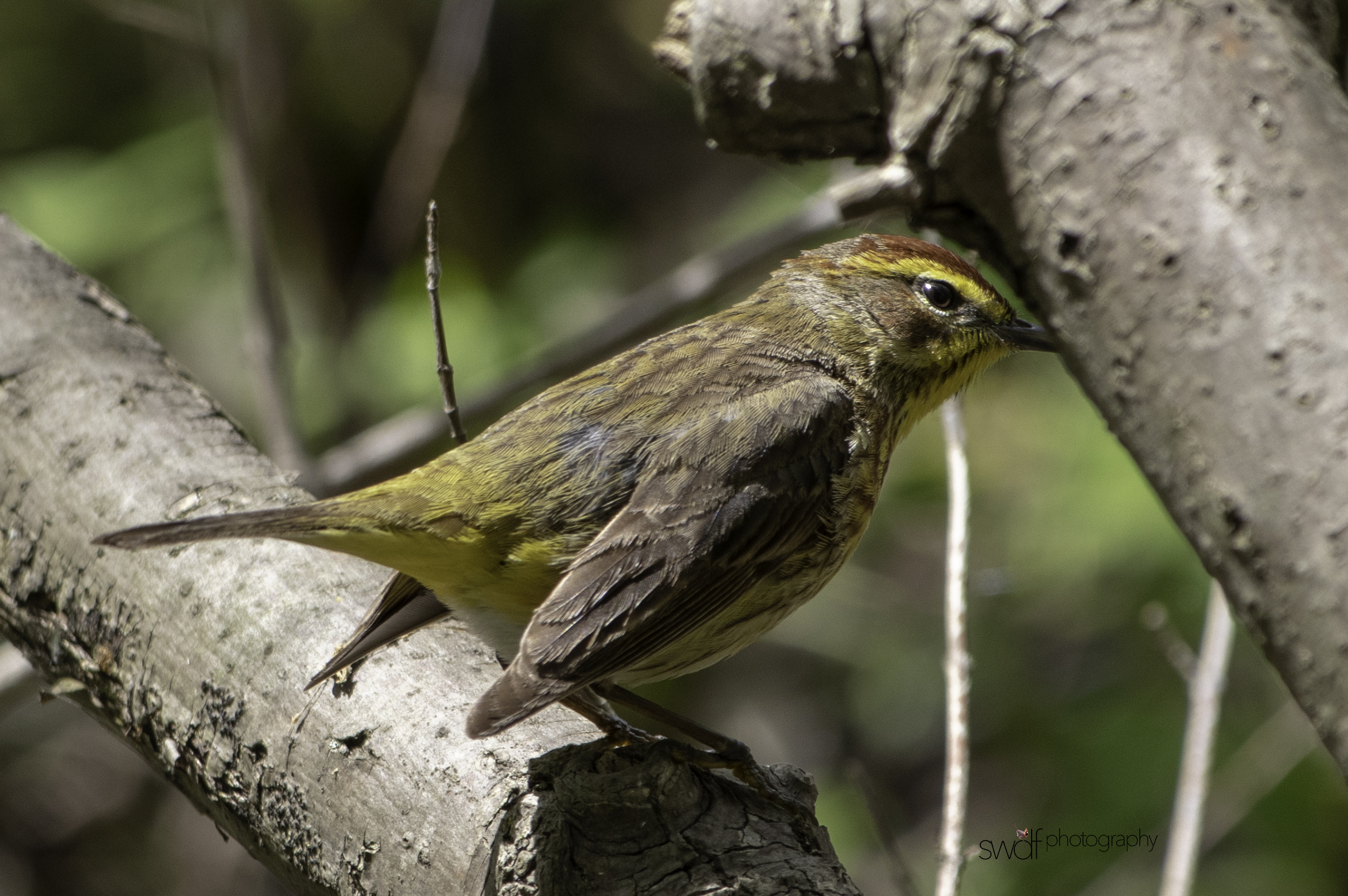 Palm Warbler - Magee Marsh.jpeg