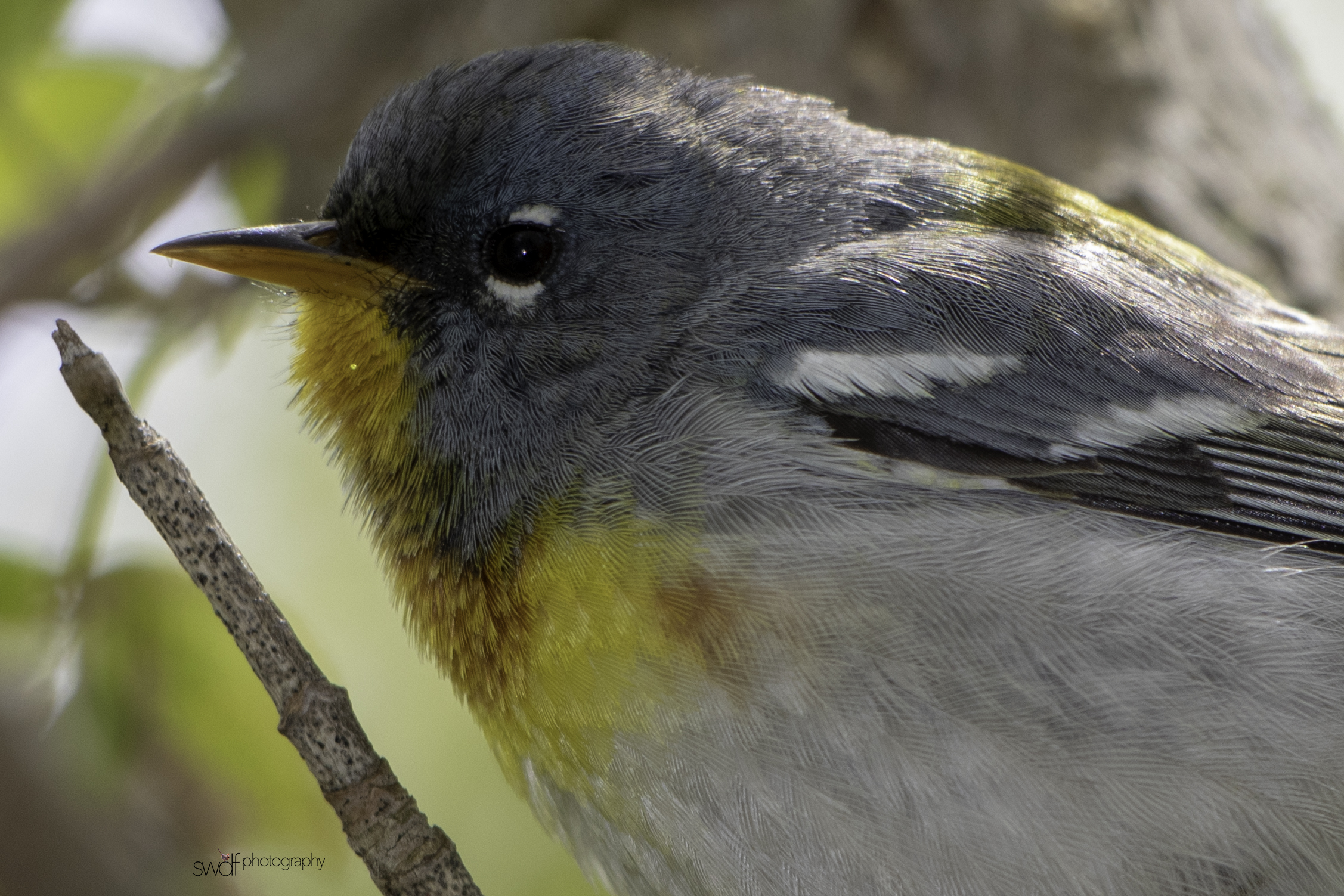 Northern Parula Warbler13 - Magee Marsh.jpeg