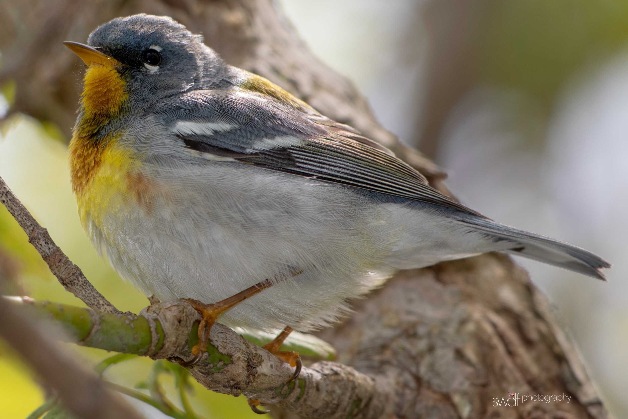 Northern Parula Warbler12 - Magee Marsh.jpeg