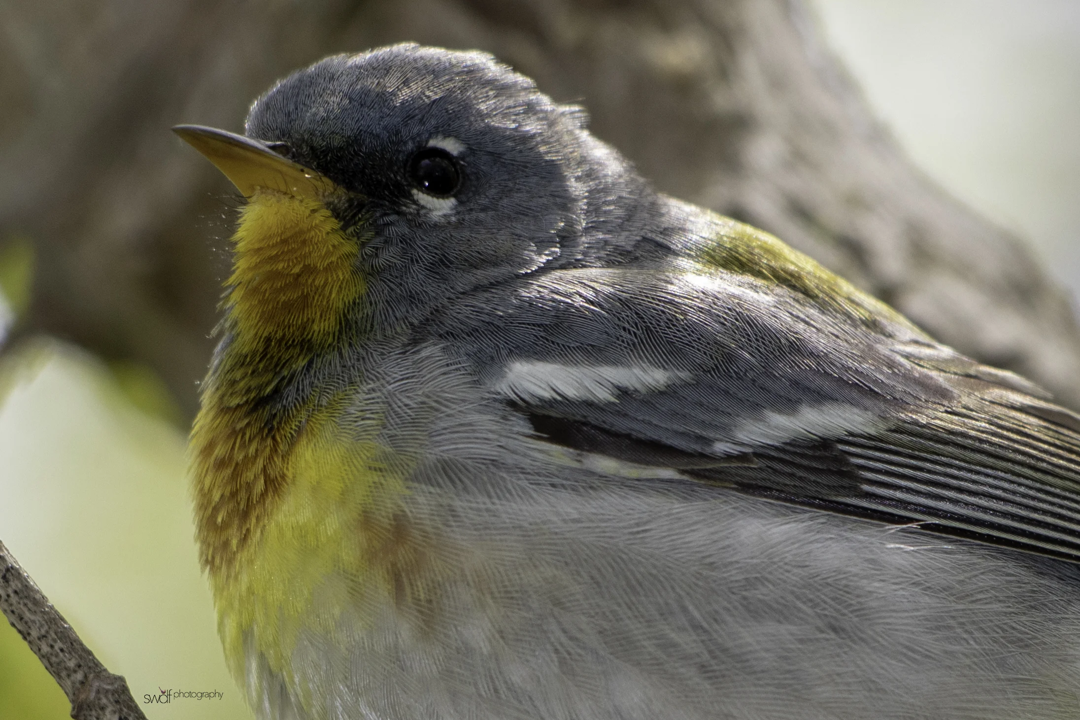Northern Parula Warbler11 - Magee Marsh.jpeg