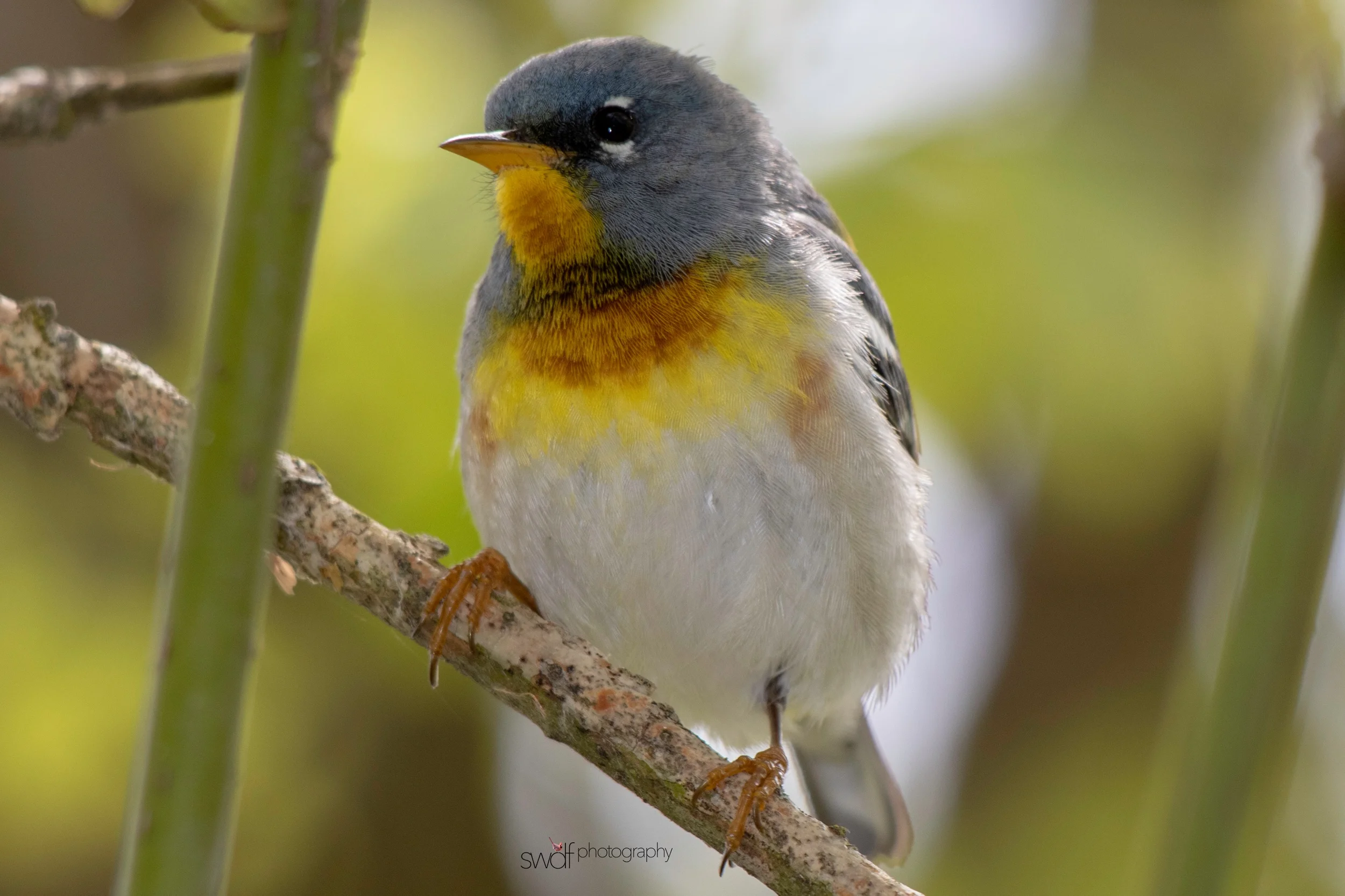 Northern Parula Warbler10 - Magee Marsh.jpeg