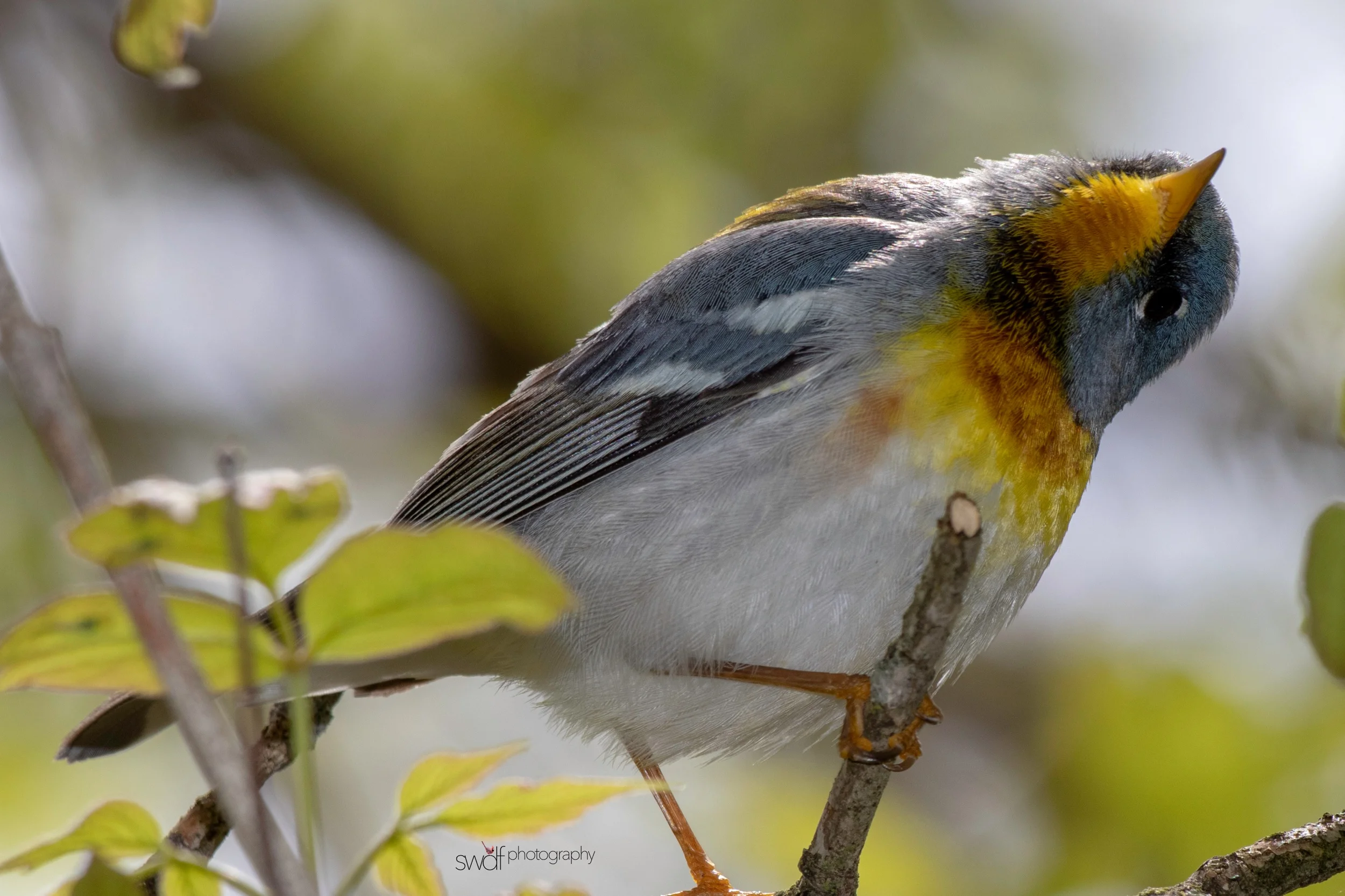Northern Parula Warbler9 - Magee Marsh.jpeg