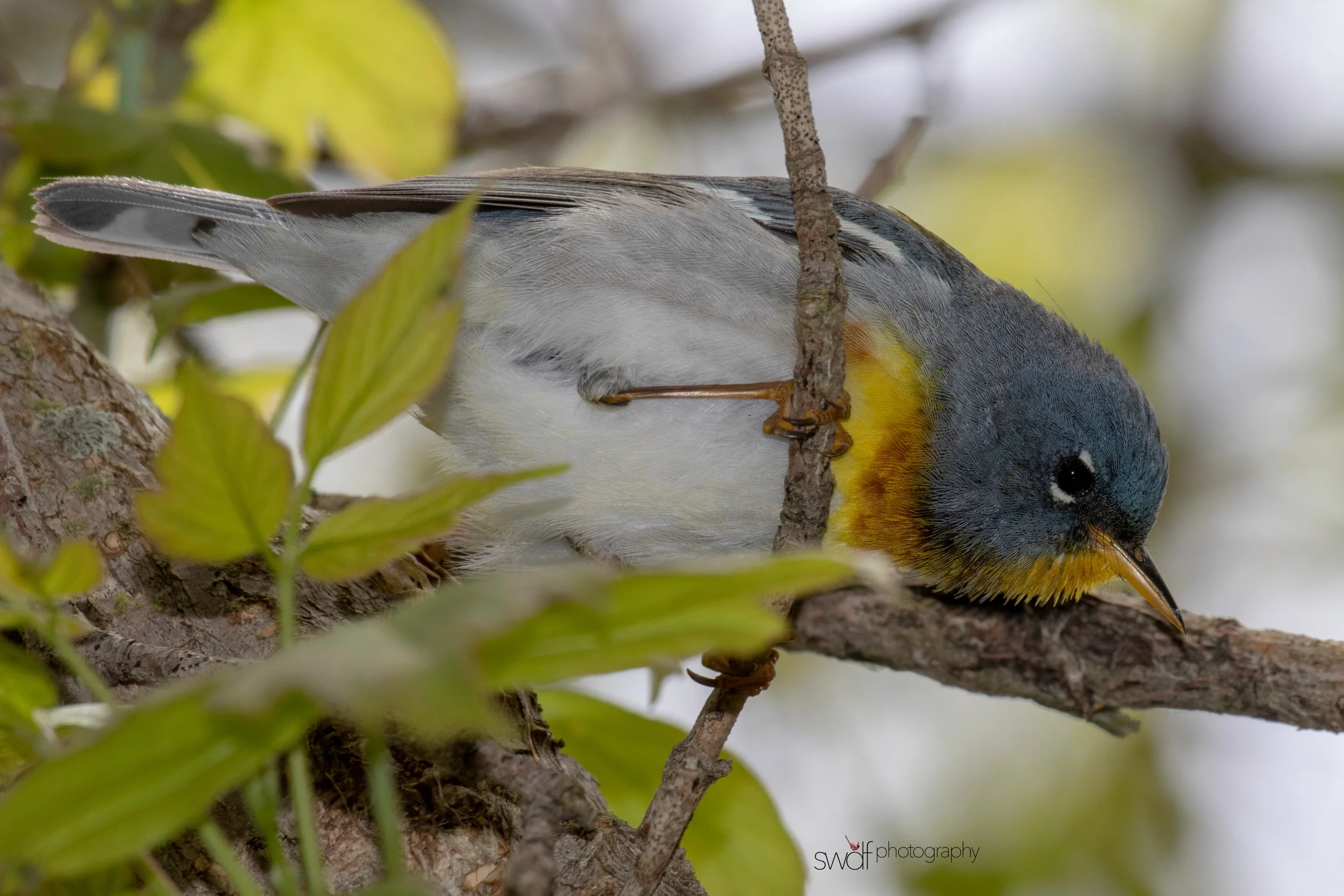 Northern Parula Warbler8 - Magee Marsh884.jpeg