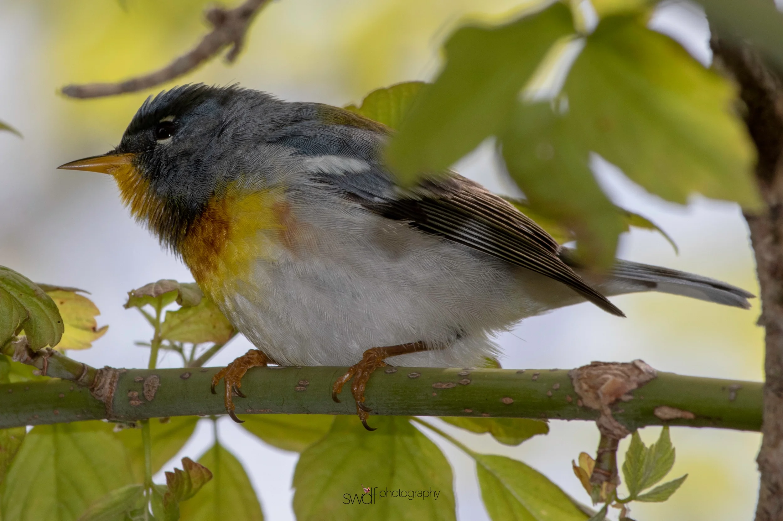 Northern Parula Warbler7 - Magee Marsh.jpeg