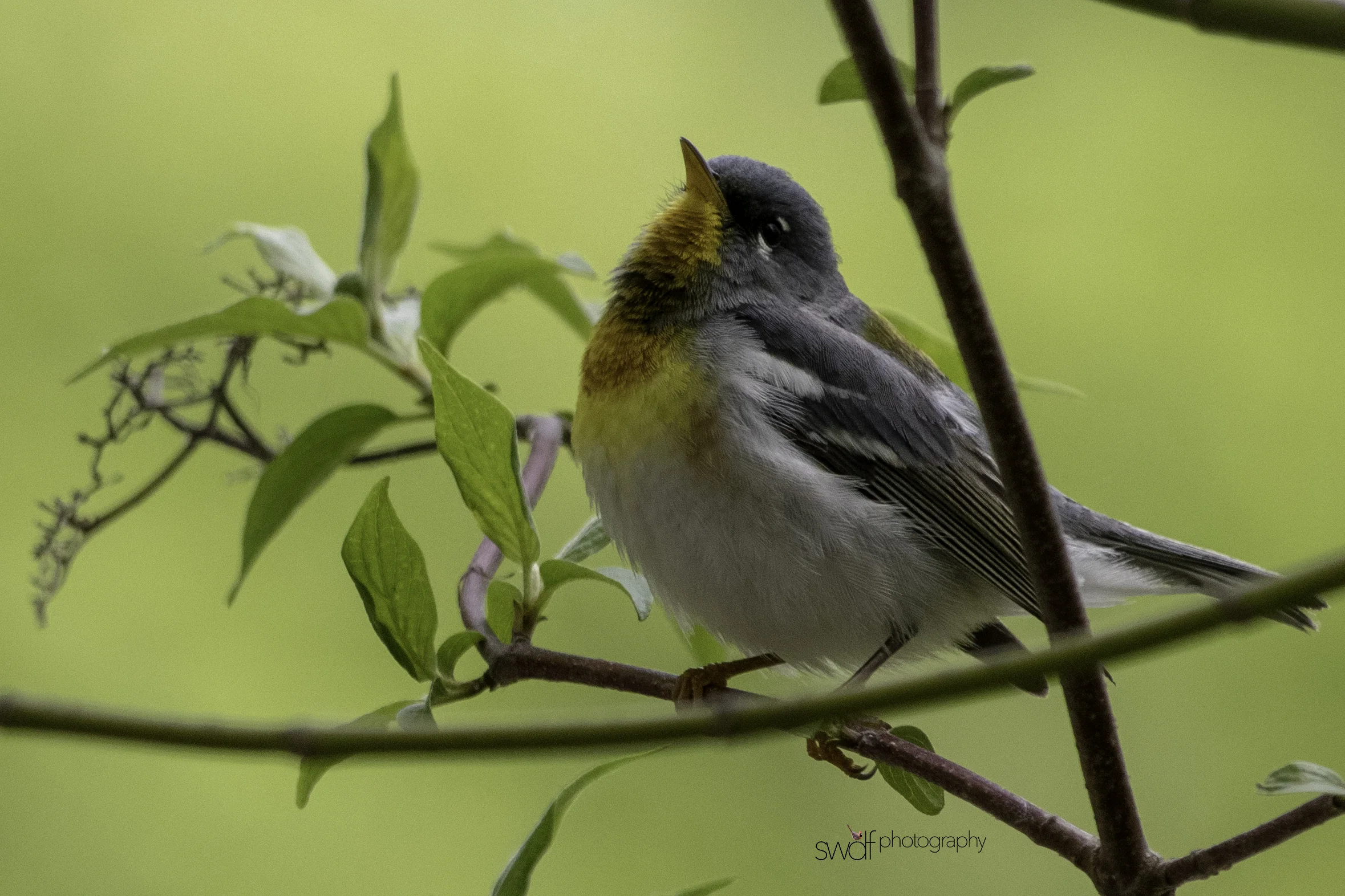 Northern Parula Warbler5 - Magee Marsh.jpeg