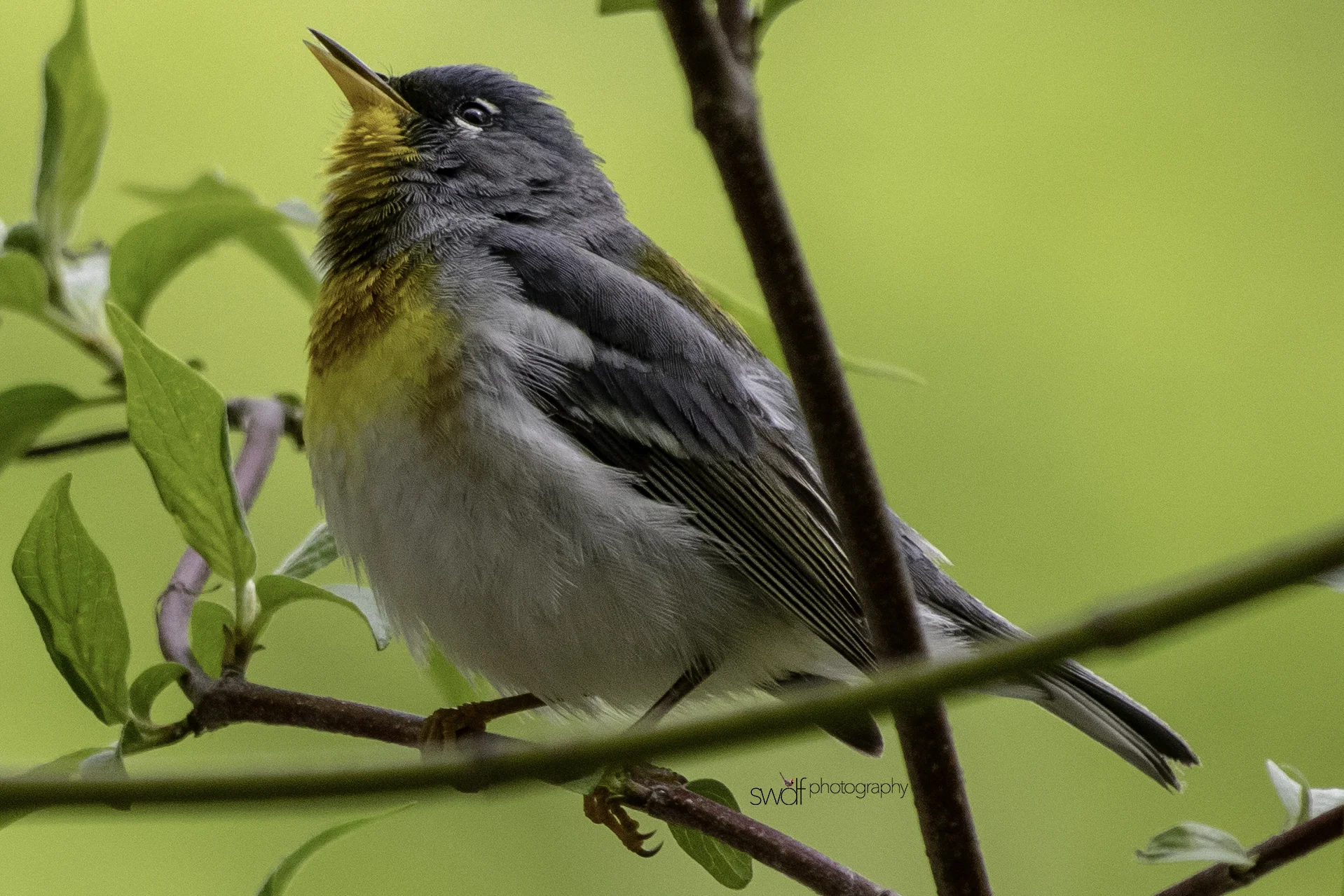 Northern Parula Warbler6 - Magee Marsh.jpeg