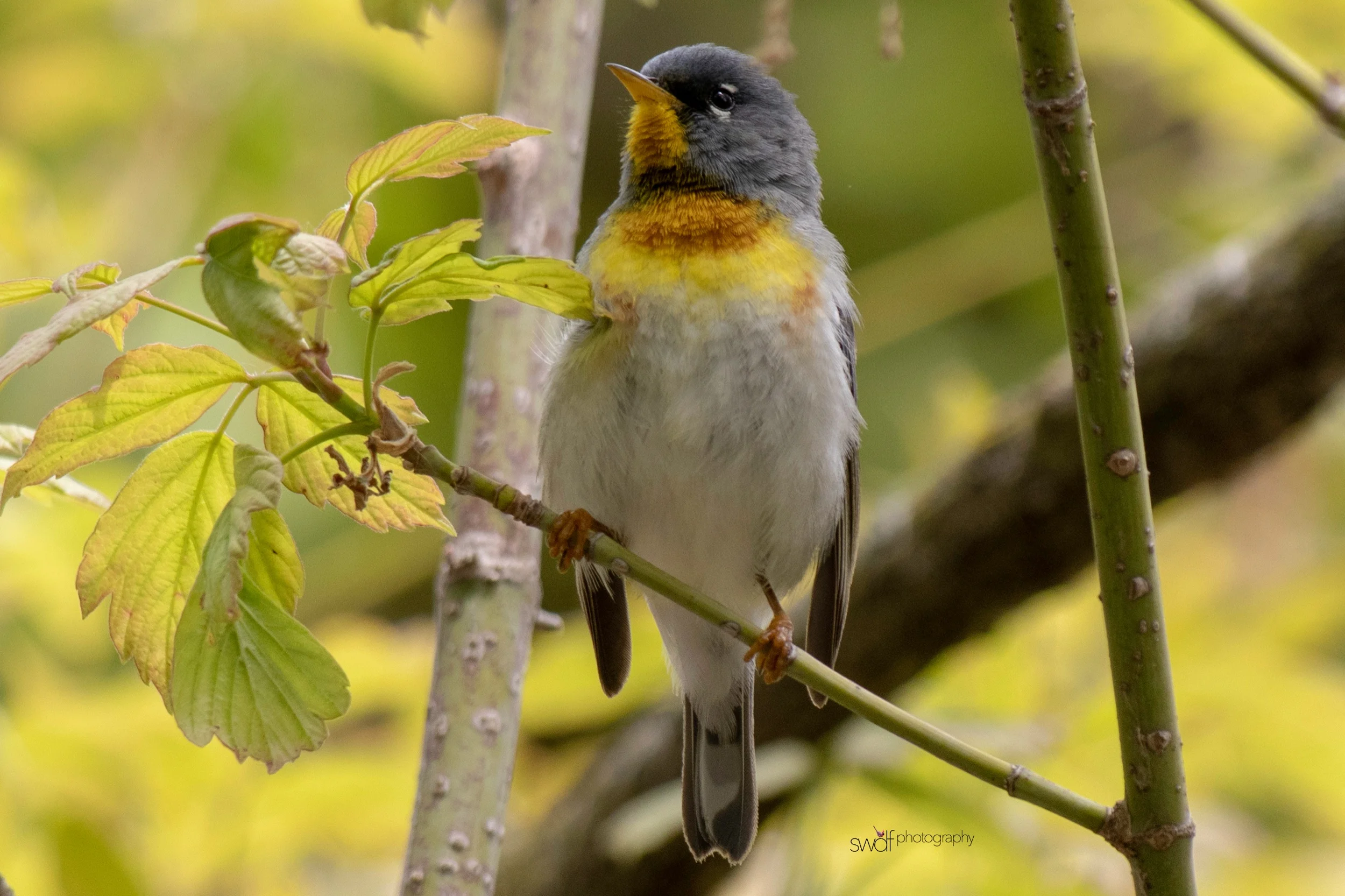 Northern Parula Warbler4 - Magee Marsh.jpeg