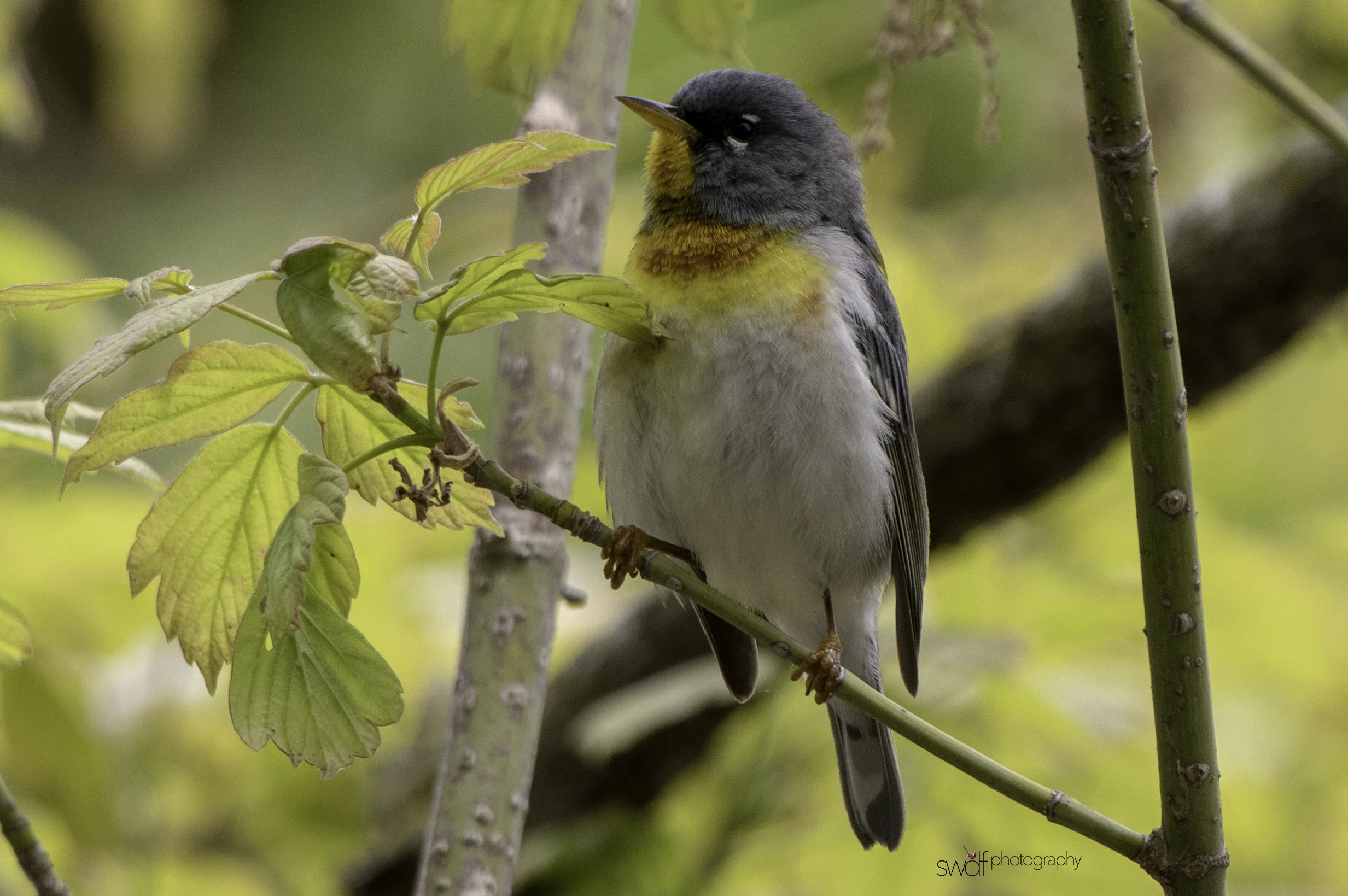 Northern Parula Warbler3 - Magee Marsh.jpeg