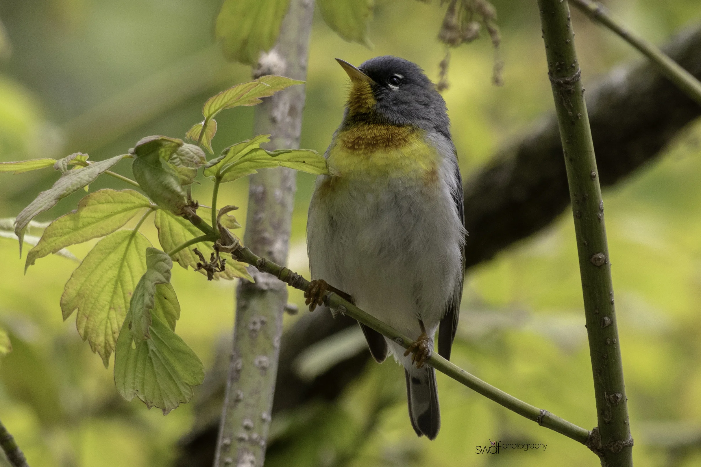 Northern Parula Warbler2 - Magee Marsh.jpeg
