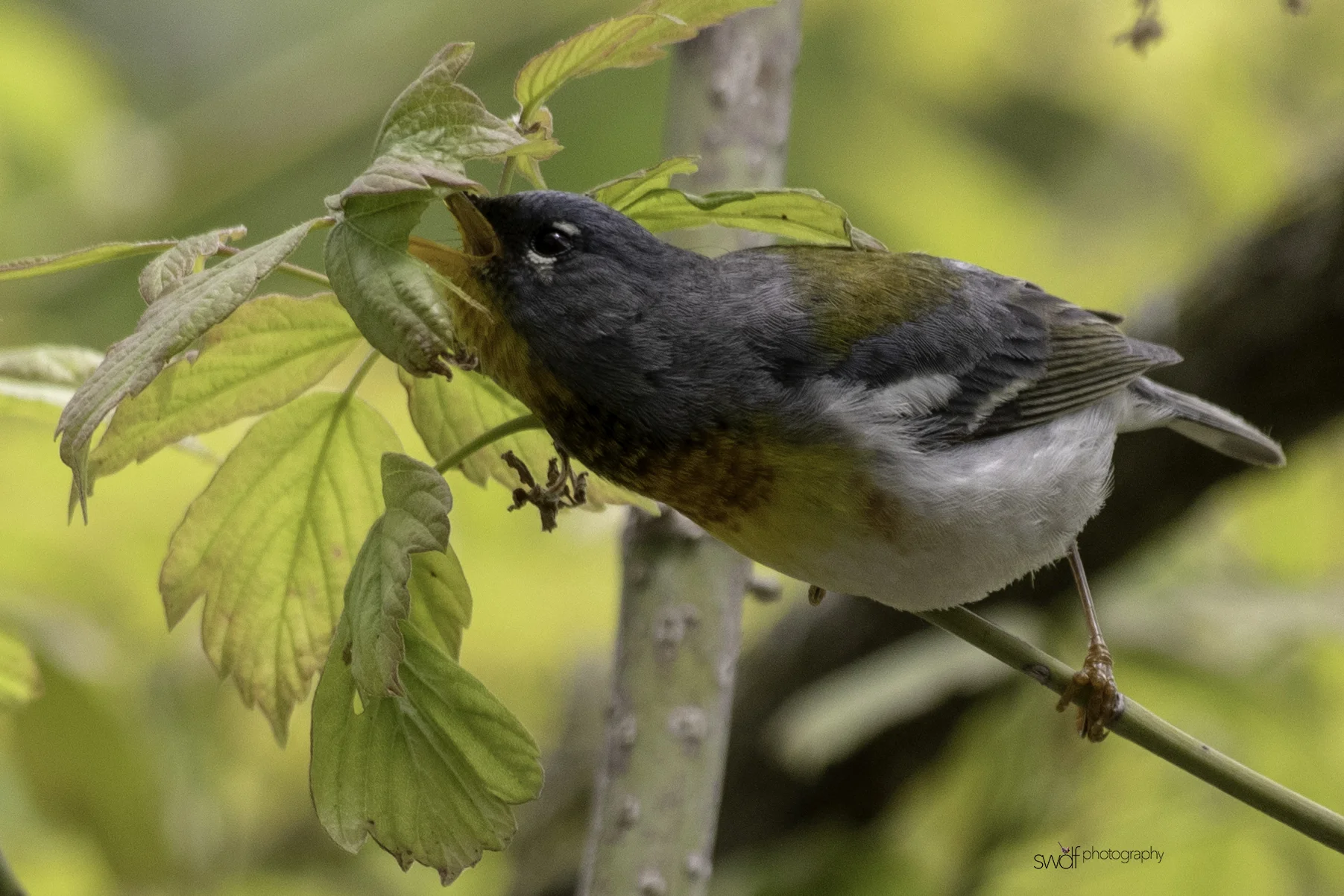 Northern Parula Warbler - Magee Marsh.jpeg