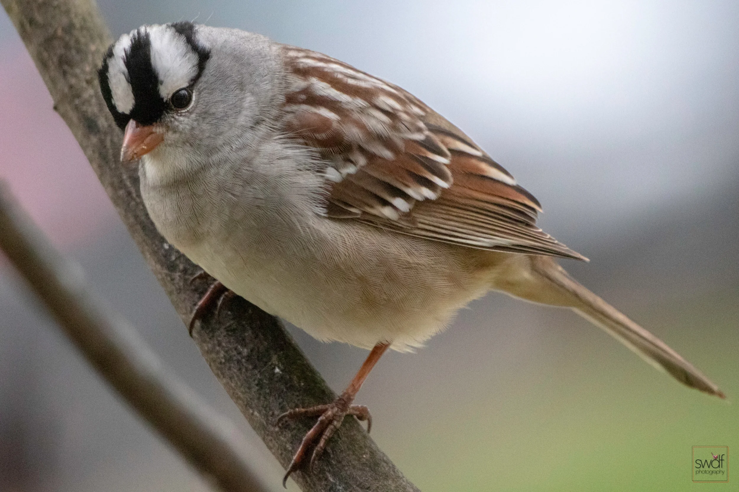 White Crowned Sparrow.jpeg